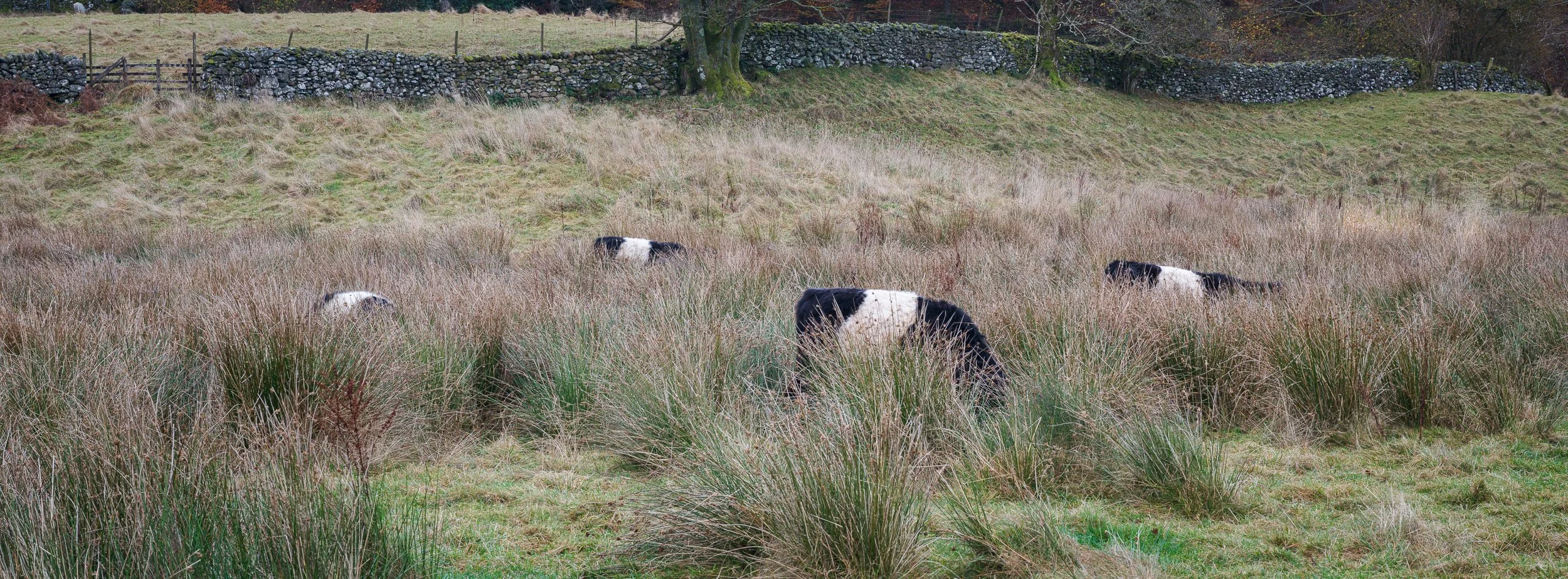 20241105-160057-HasselbladX2D 100C_Blog.jpg