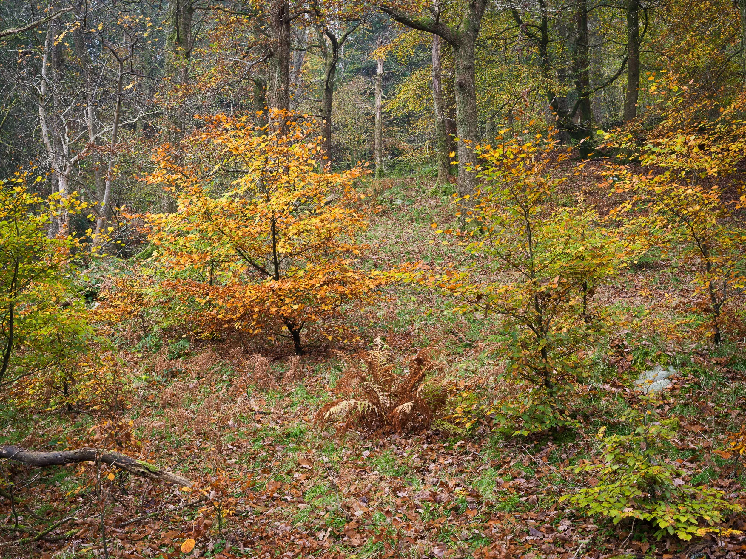 20241105-095126-HasselbladX2D 100C_Blog.jpg