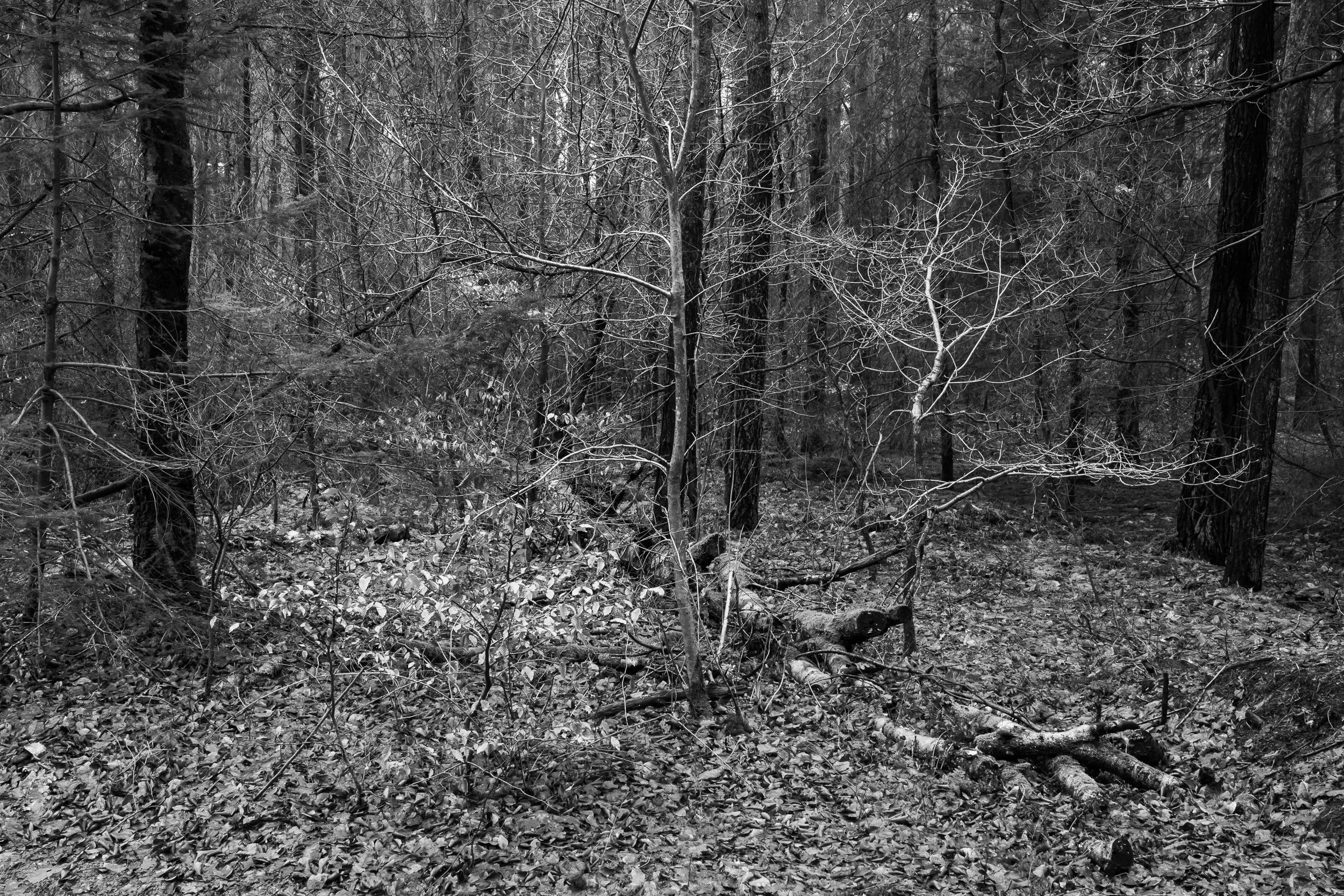 February, De Kaapse Bossen, Utrecht, NL