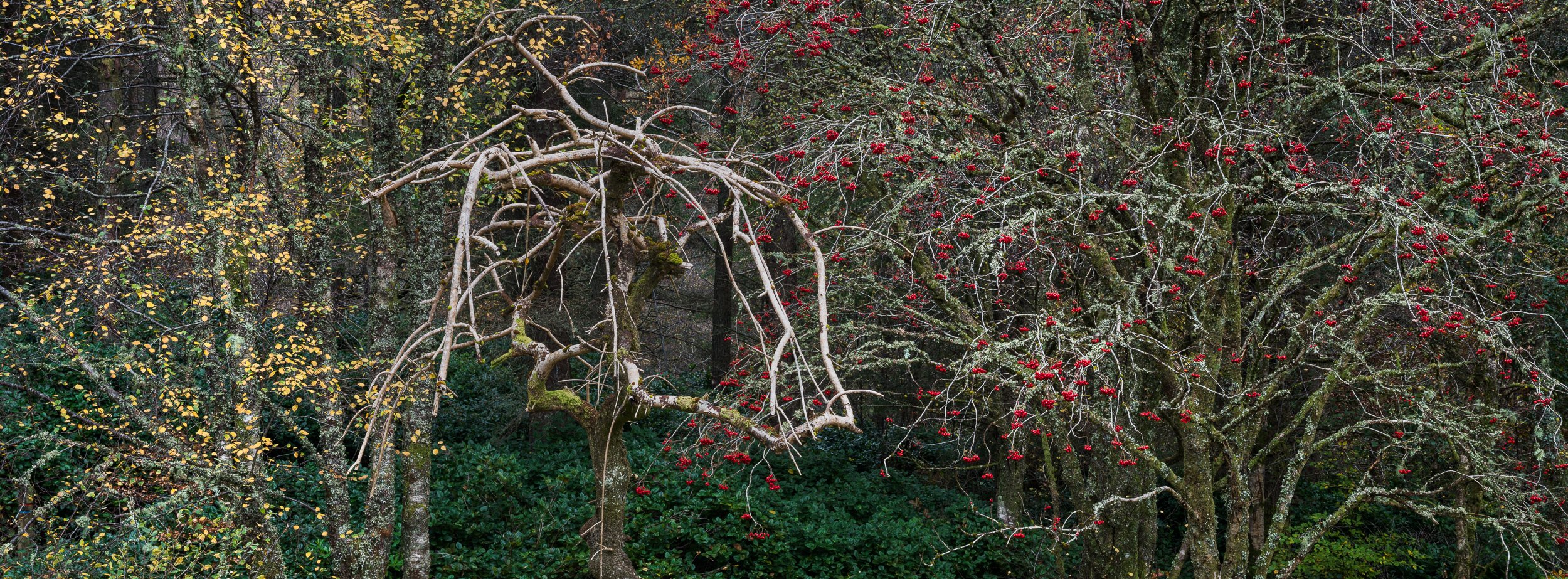 20241101-095332-HasselbladX2D 100C_Blog.jpg