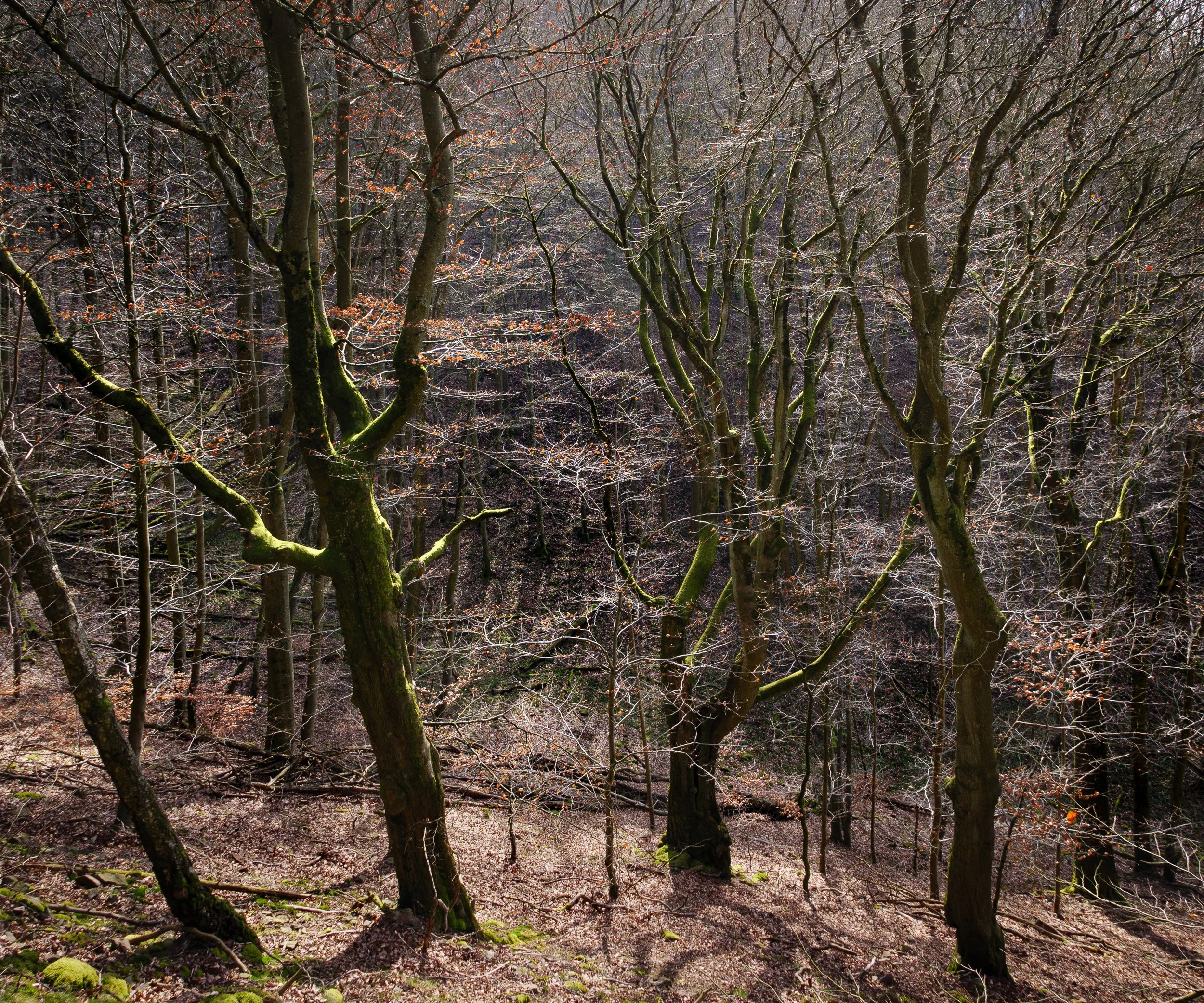 April, Kellerwald-Edersee NP, Germany