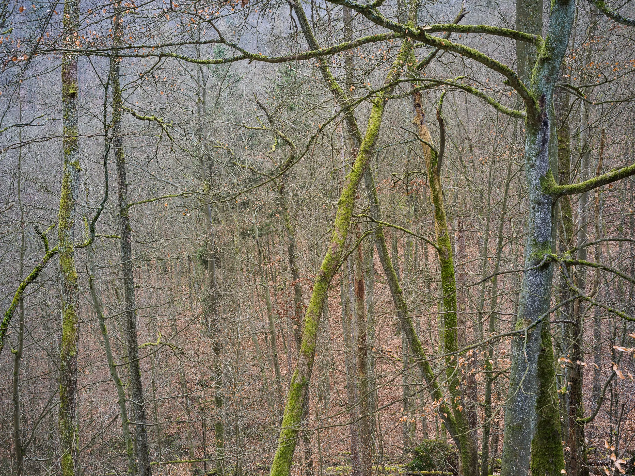 April, Kellerwald-Edersee NP, Germany