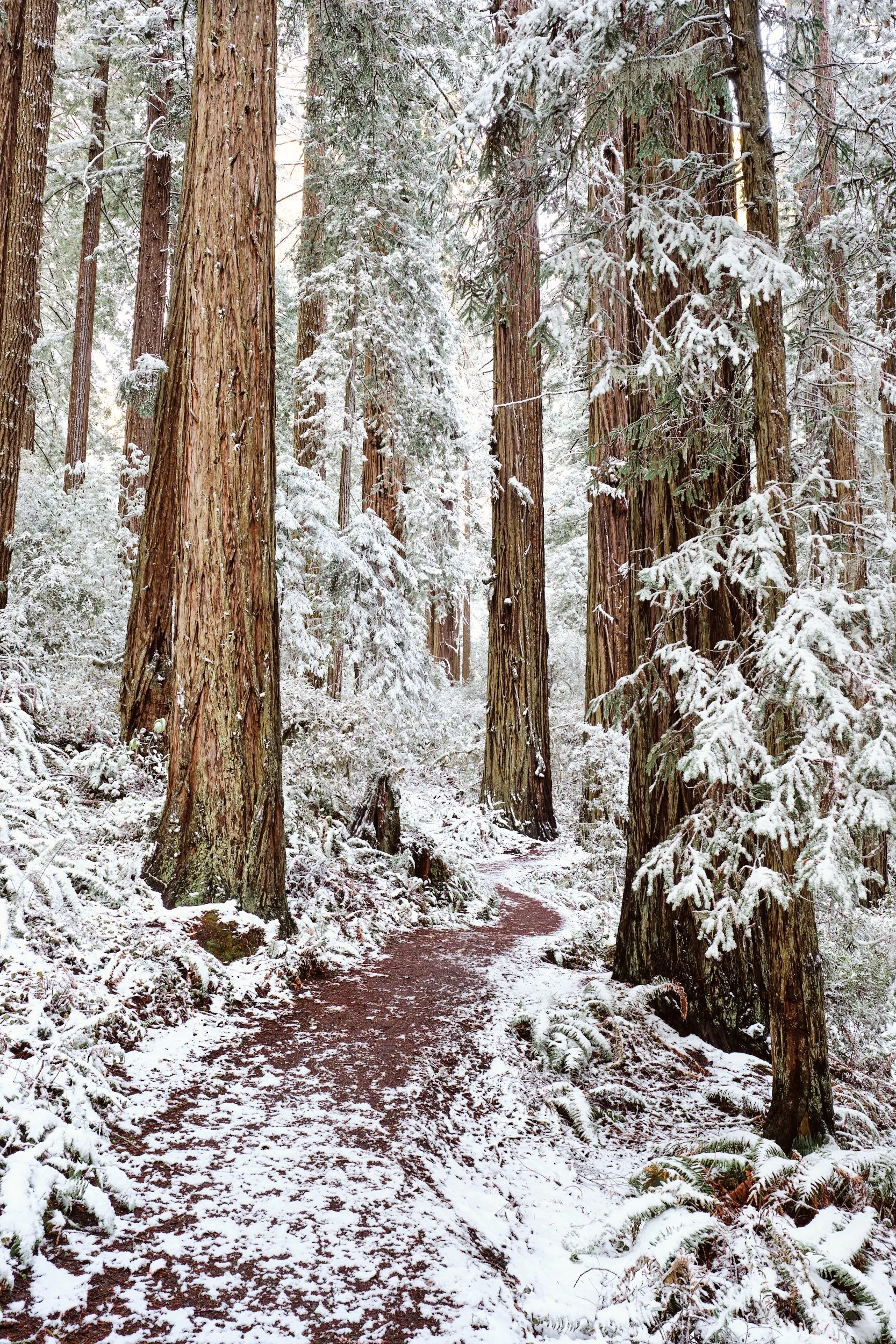 2018-02-19_07-50-00_Redwoods.jpg
