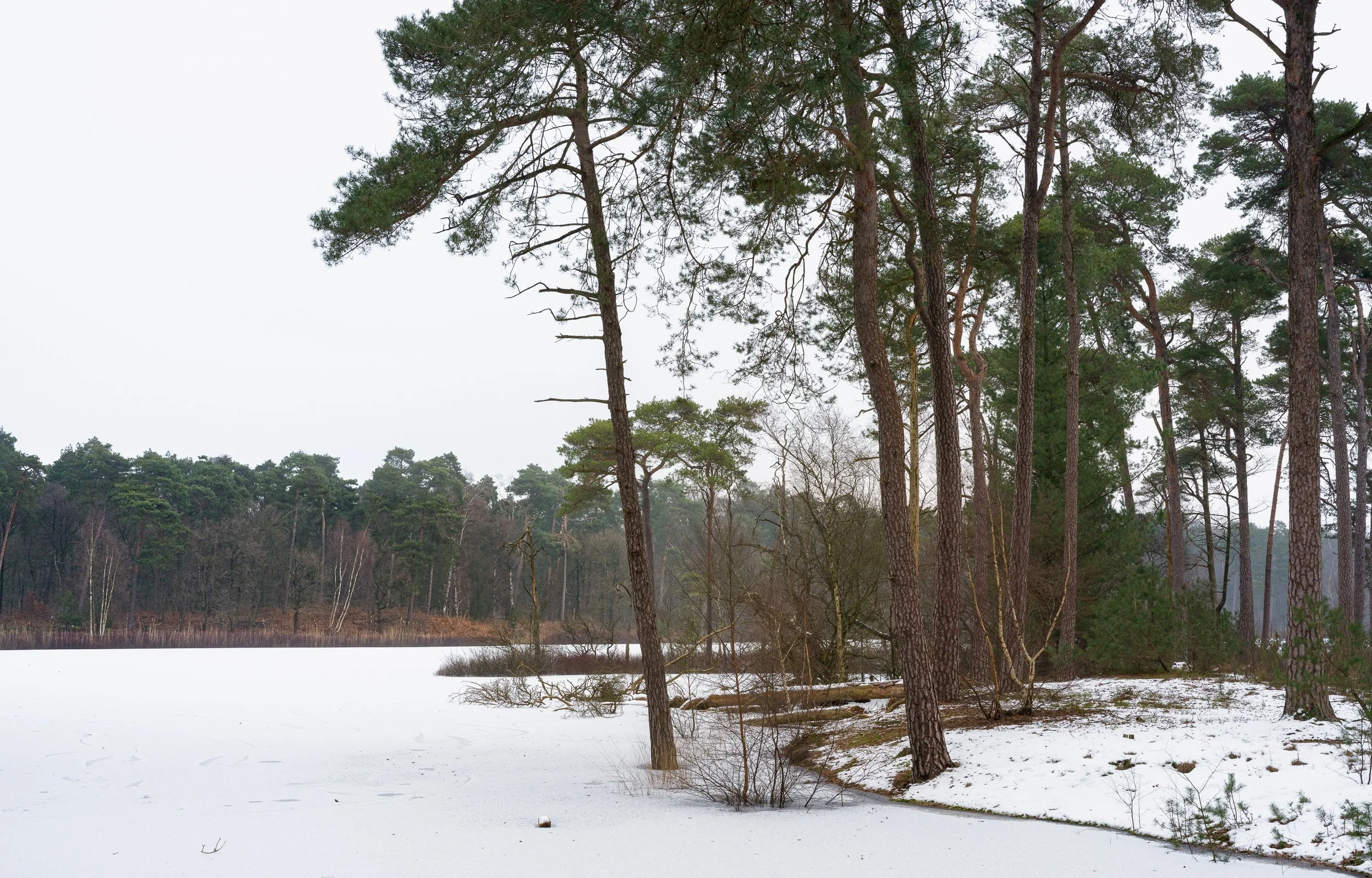 January, Oisterwijk, NL
