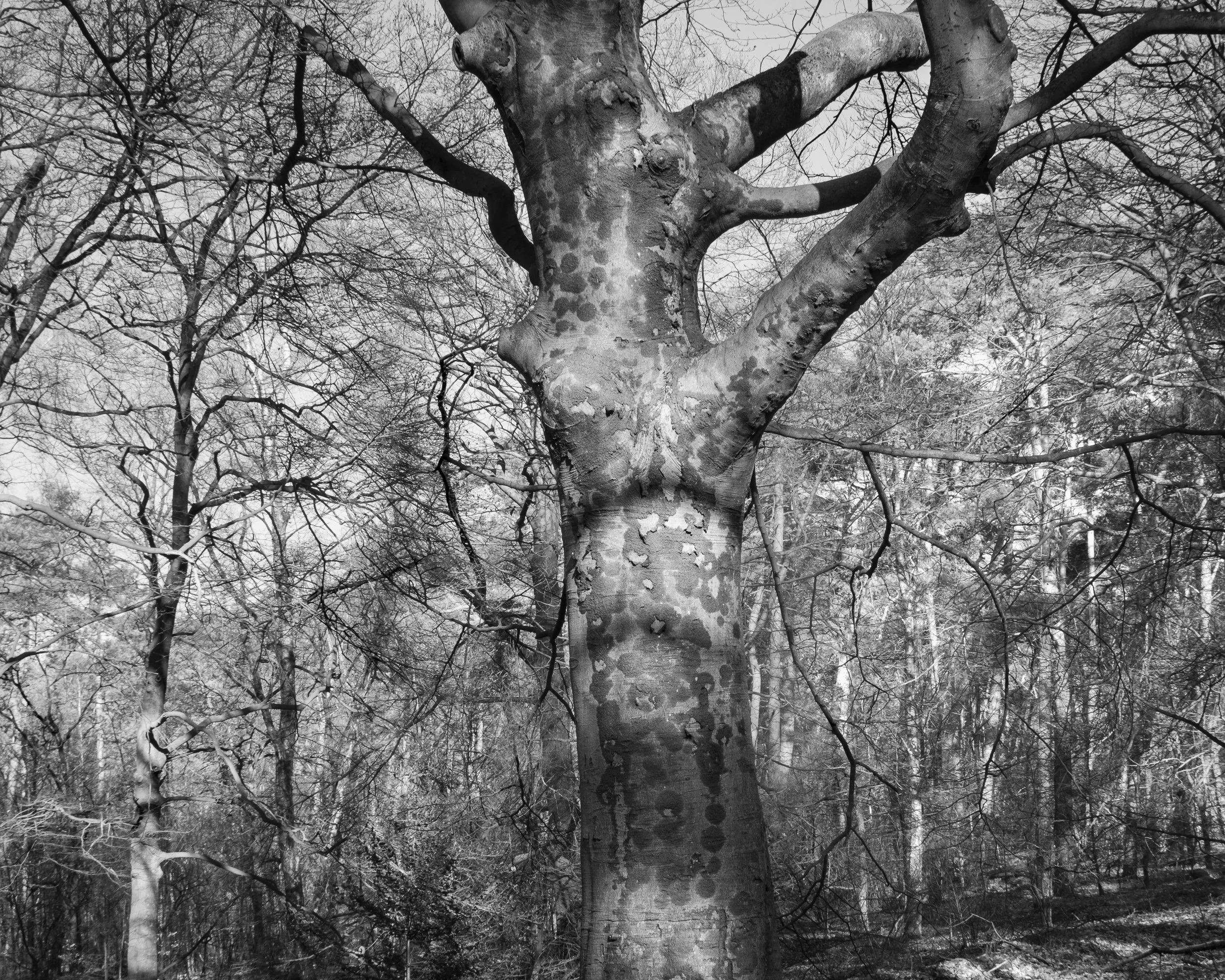 February, De Kaapse Bossen, Utrecht NL