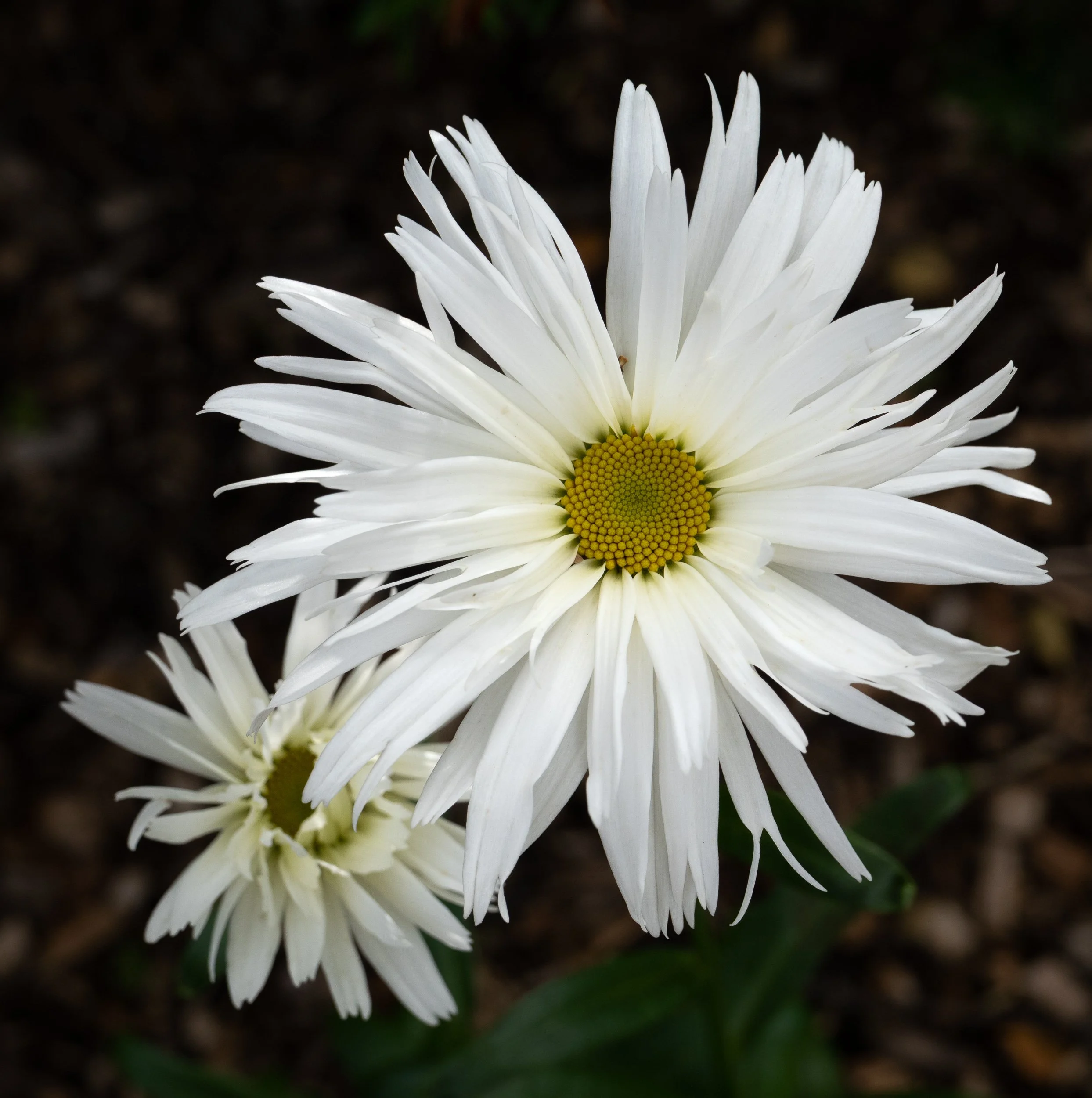Reykjavik Botanical Garden