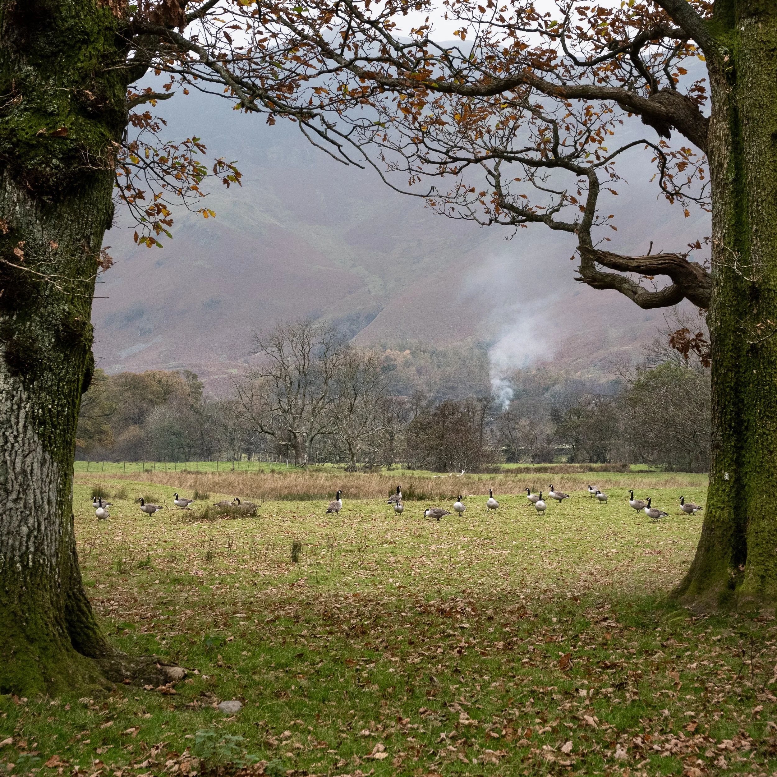 November, Borrowdale Lake walk, Lake District, England