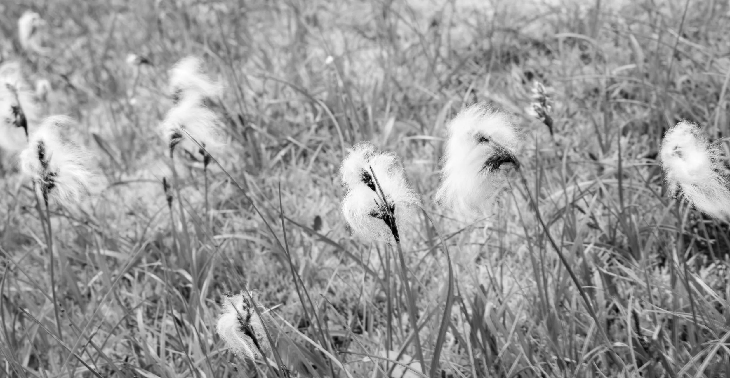 Kerlingarfjoll cotton grass