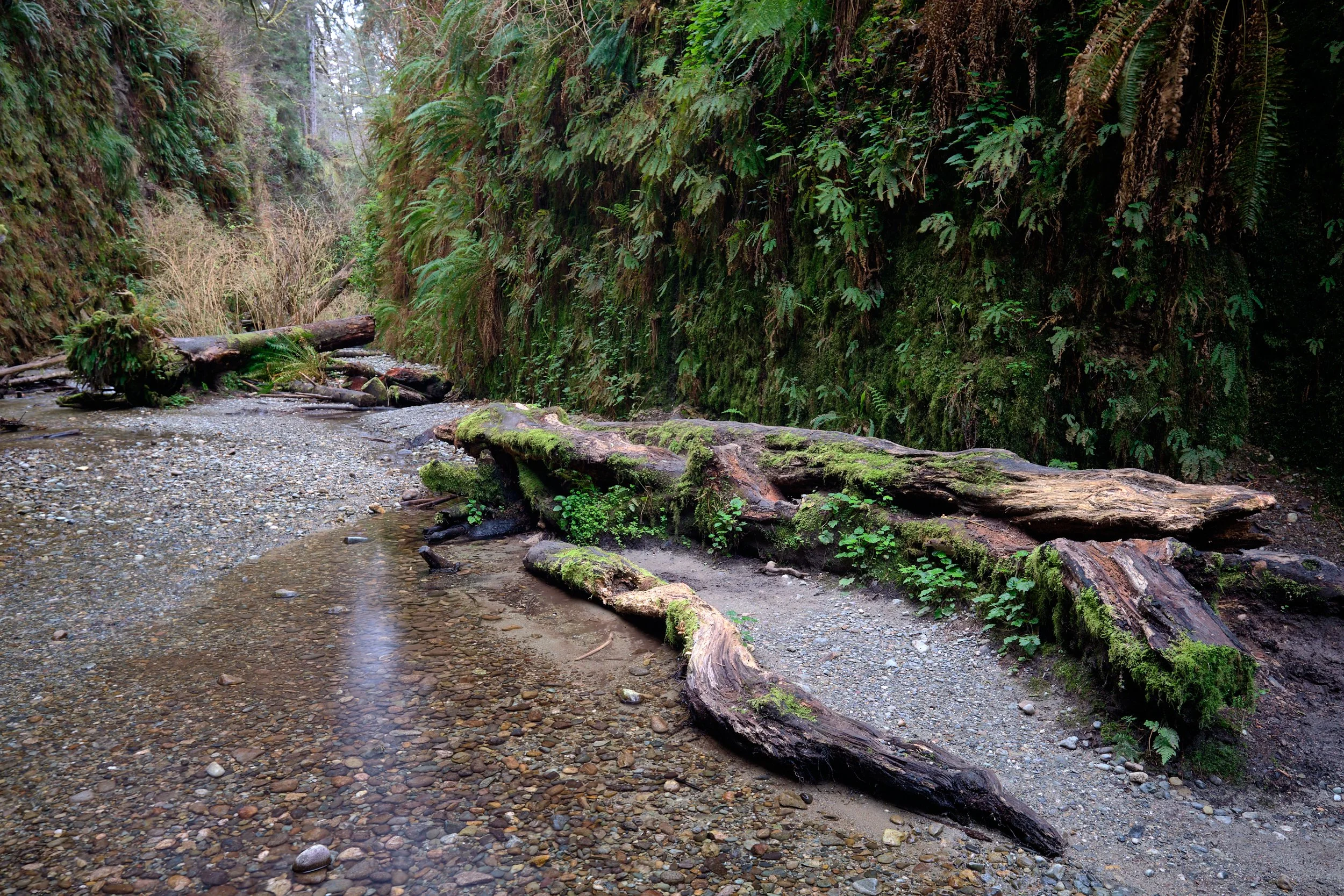 2018 Fern Canyon
