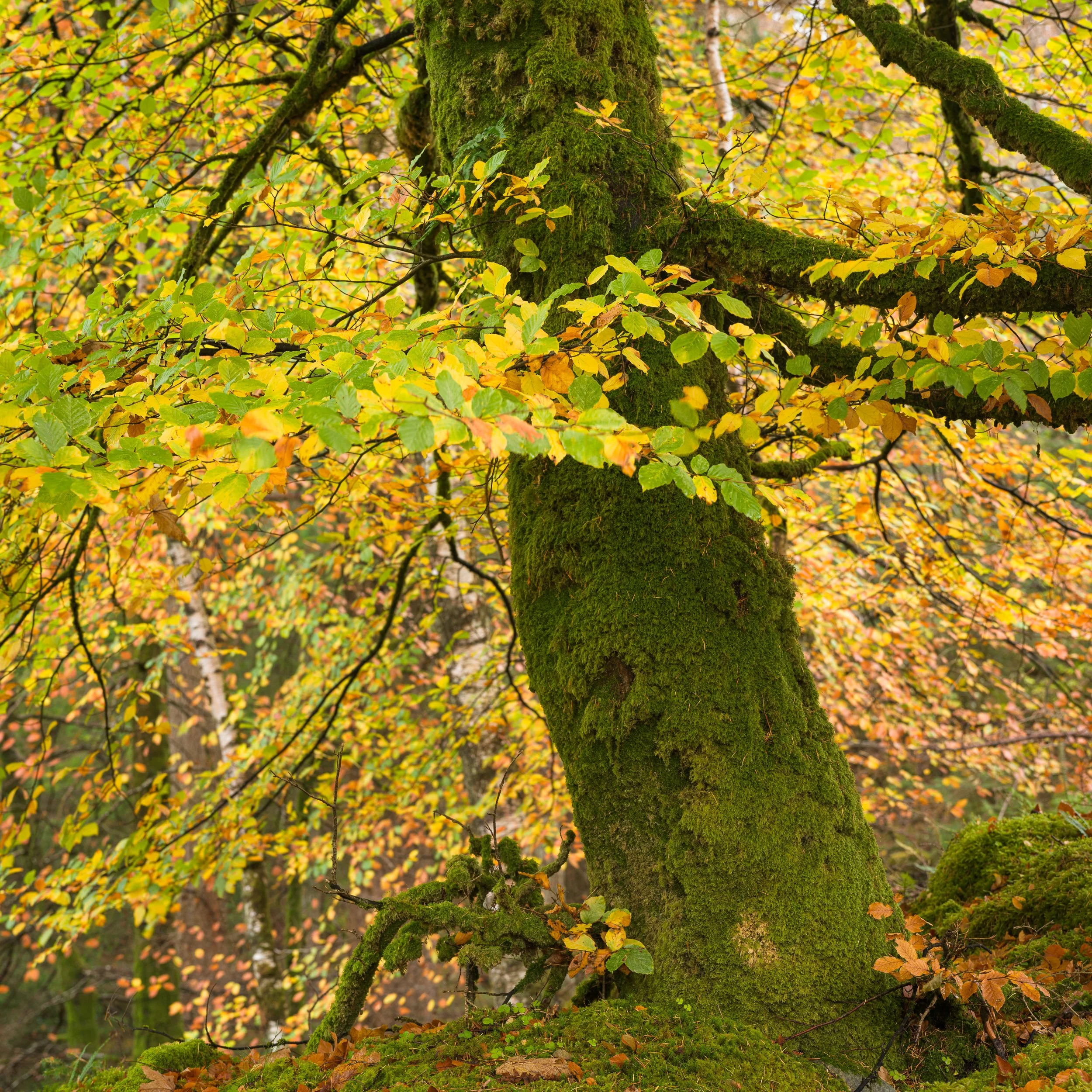 20241102-104442-HasselbladX2D 100C_Blog.jpg