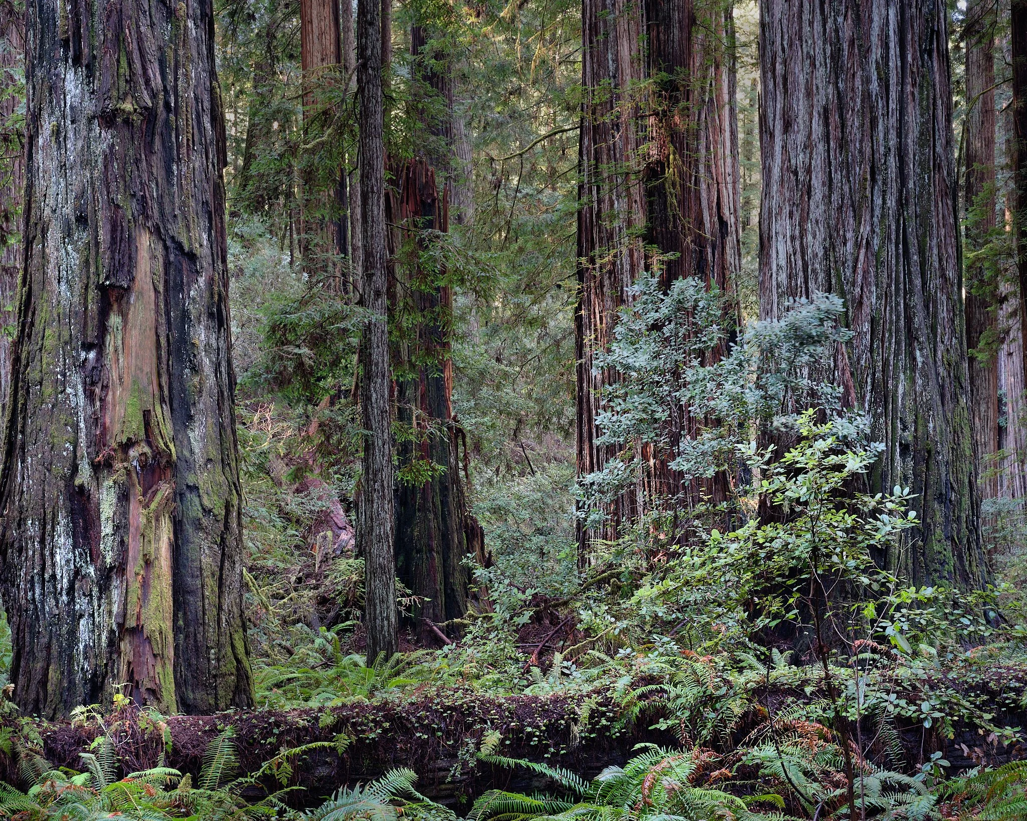 _DSF6929Redwoods Trip.jpg