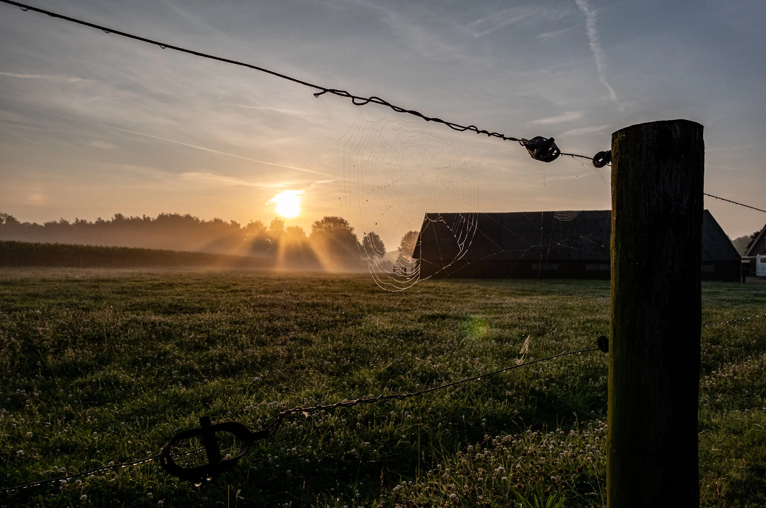 July, early morning walk, Didam