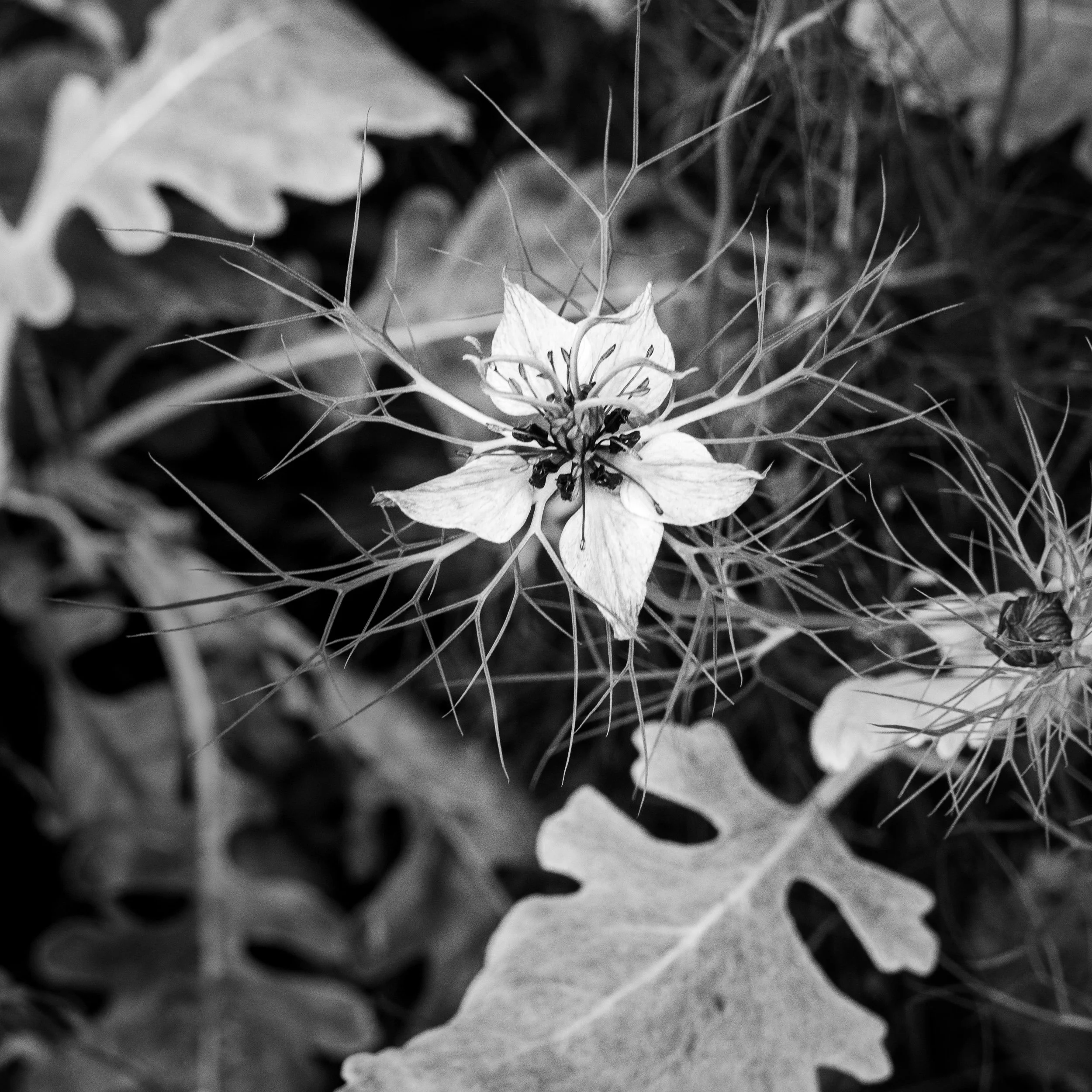  Reykjavik Botanical Garden