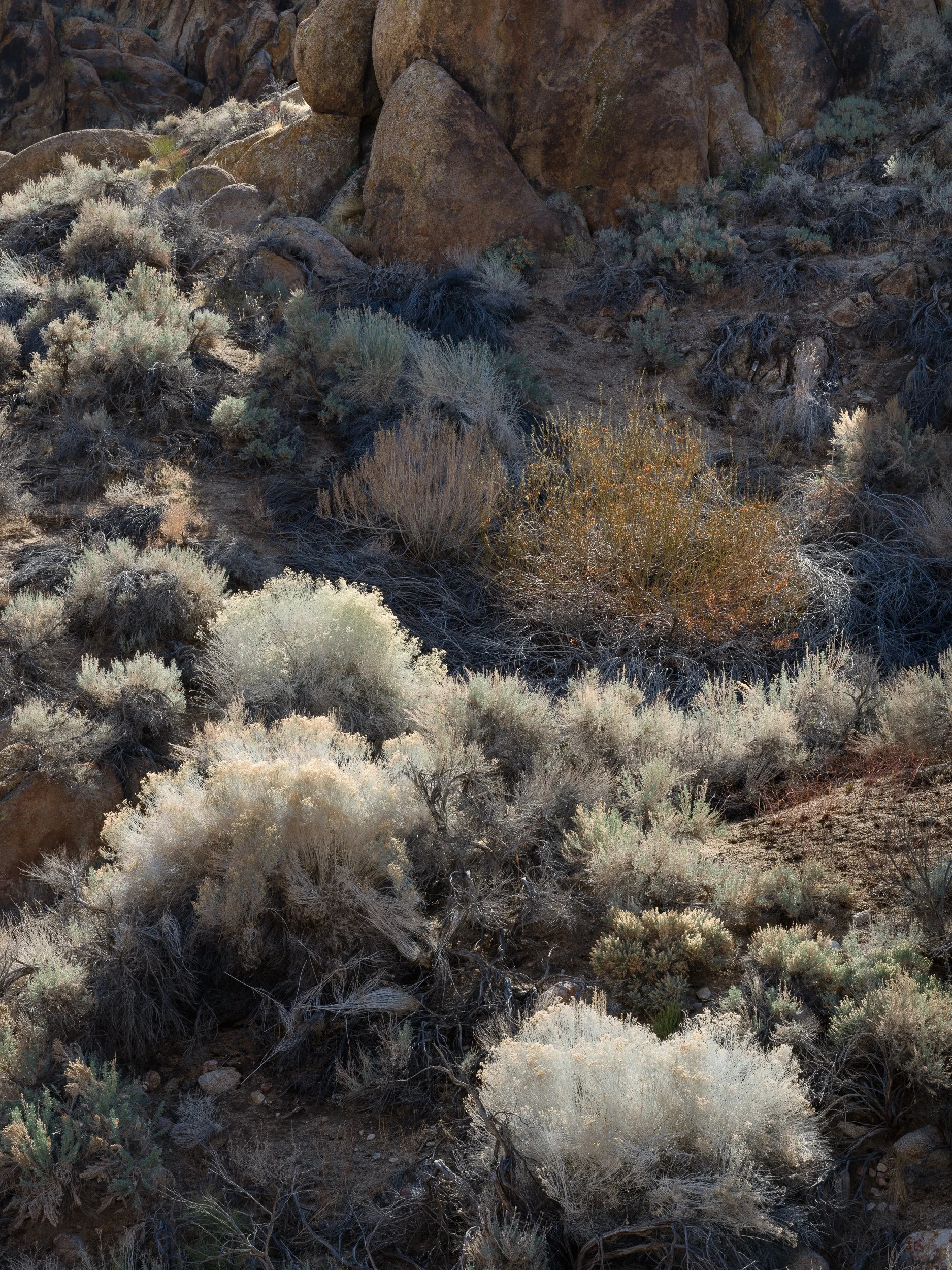 February, Alabama Hills