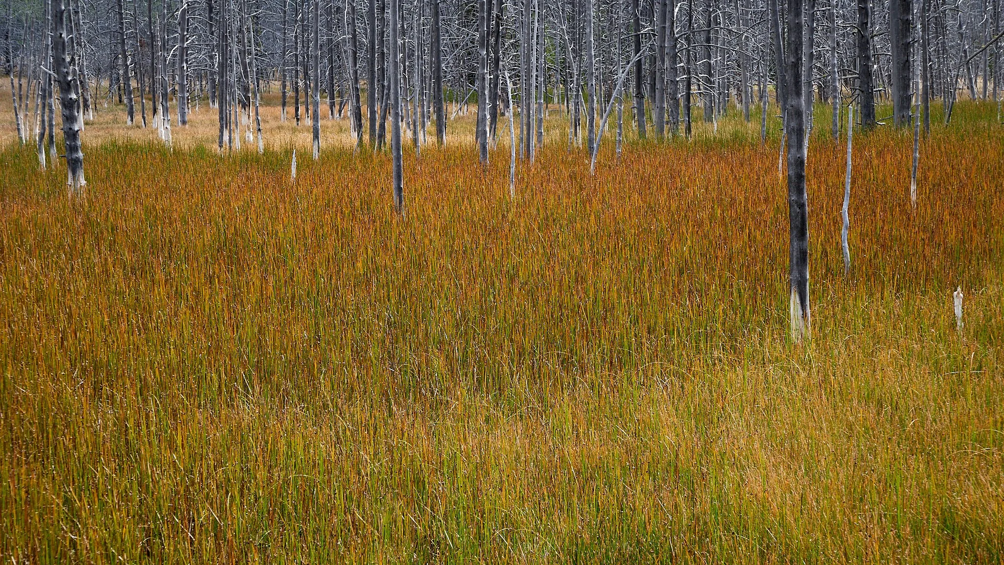 P10003052019 Fall Trip.jpg