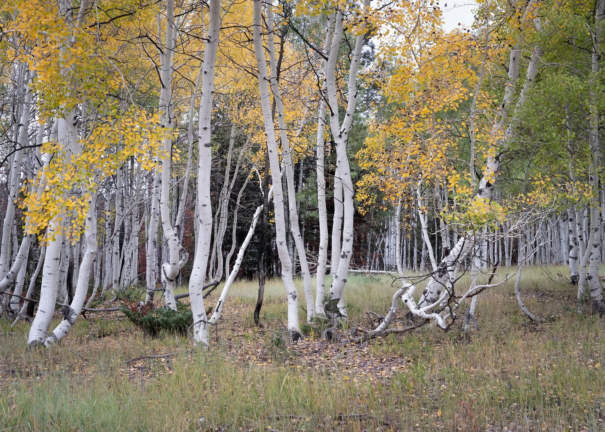 Southwest 2018-261-20181010_2018 Fall Trip_0736-IridientEdit.jpg