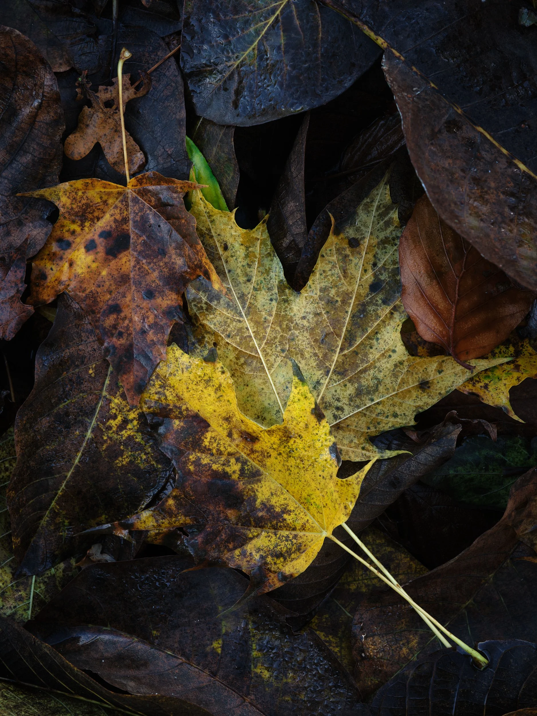 20231112-143414-FujifilmX-T5-Masters_Blog.jpg