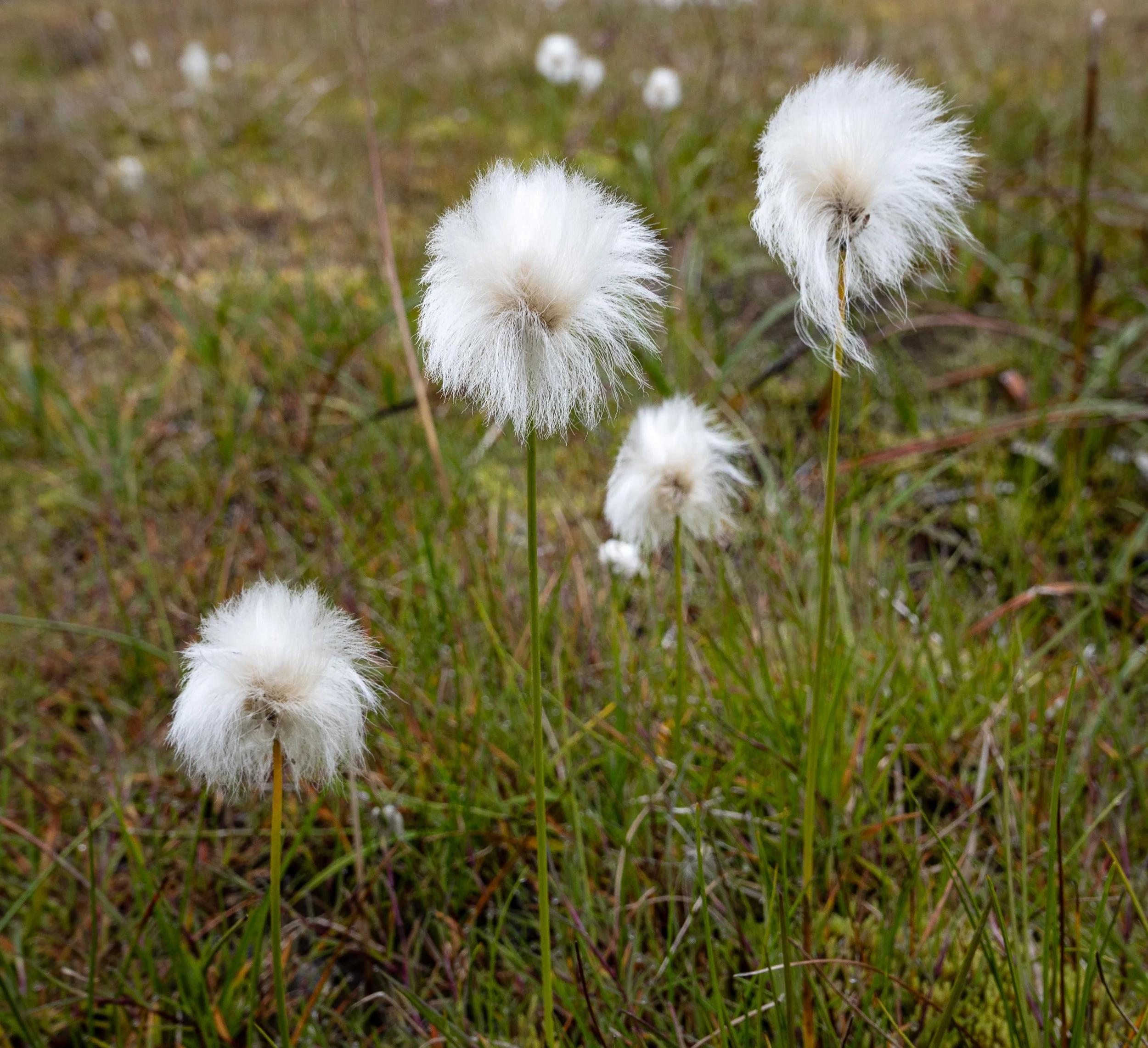 My favorite plant in Iceland, Arctic Cotton Grass