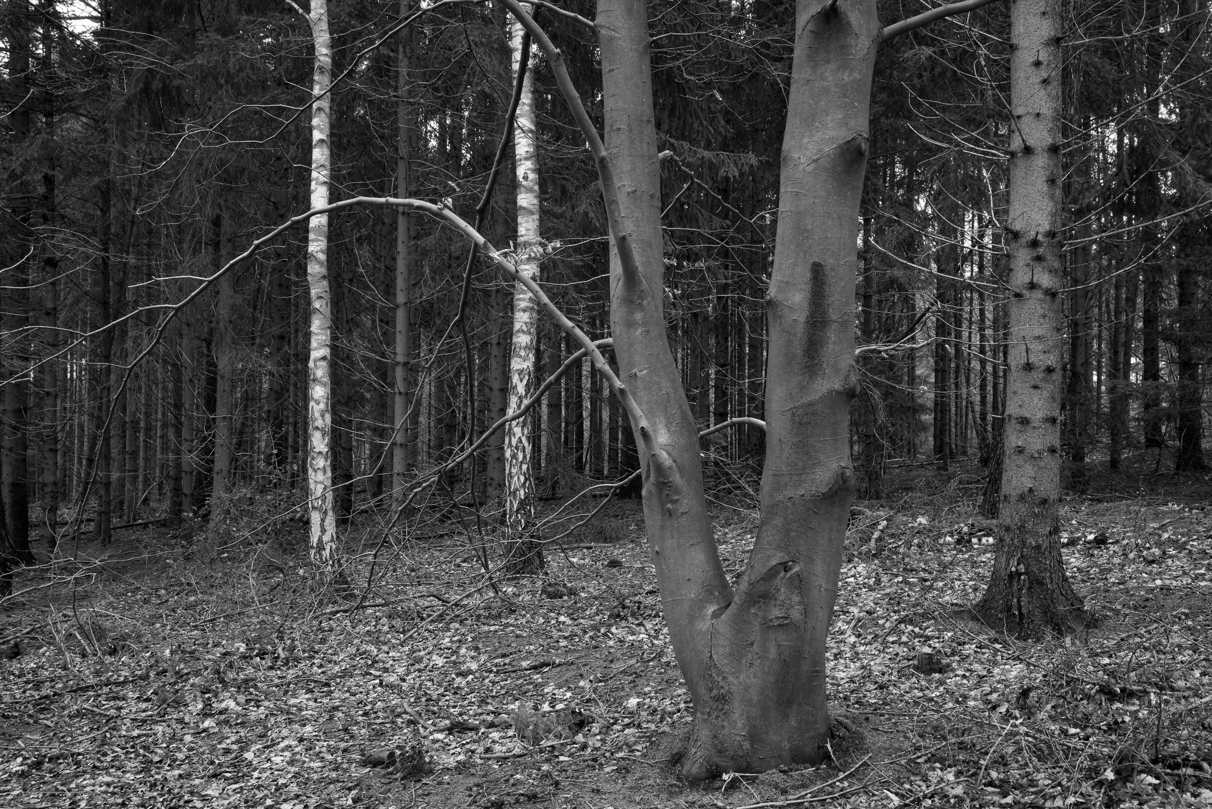 February, De Kaapse Bossen, Utrecht, NL