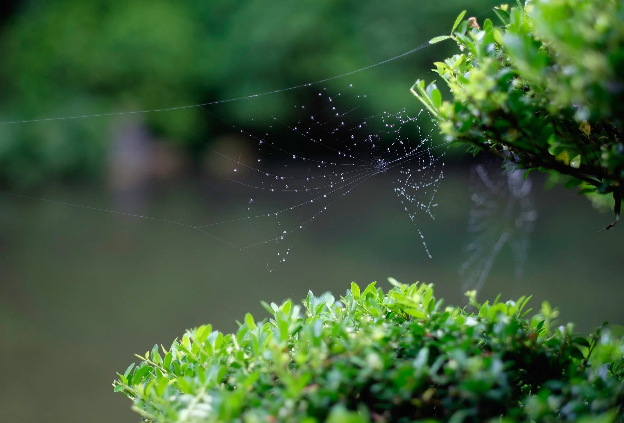 2015 - -267-20150619_Portland_Japanese_Gardens_0142.jpg