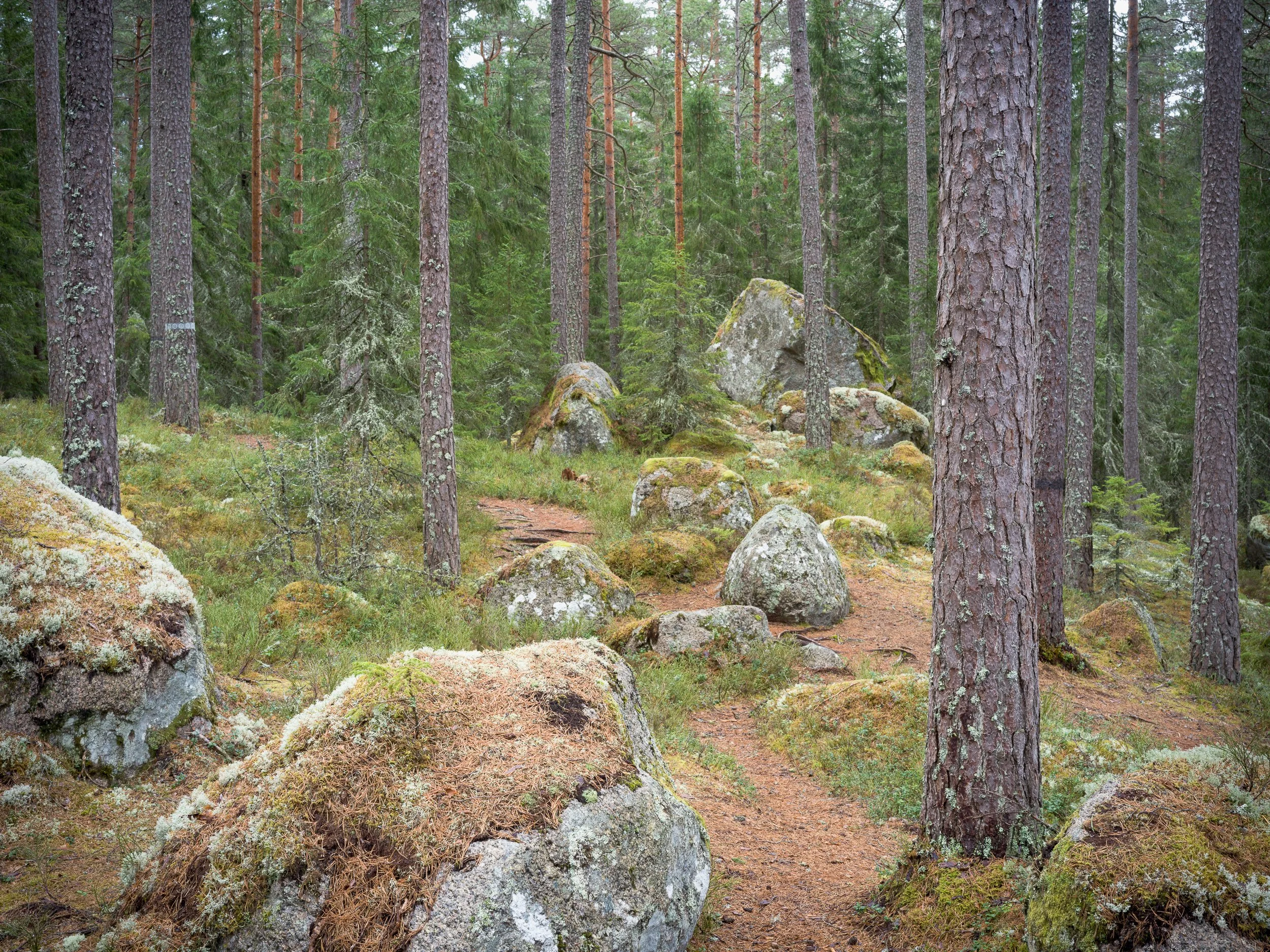 April, Tiveden NP, Sweden