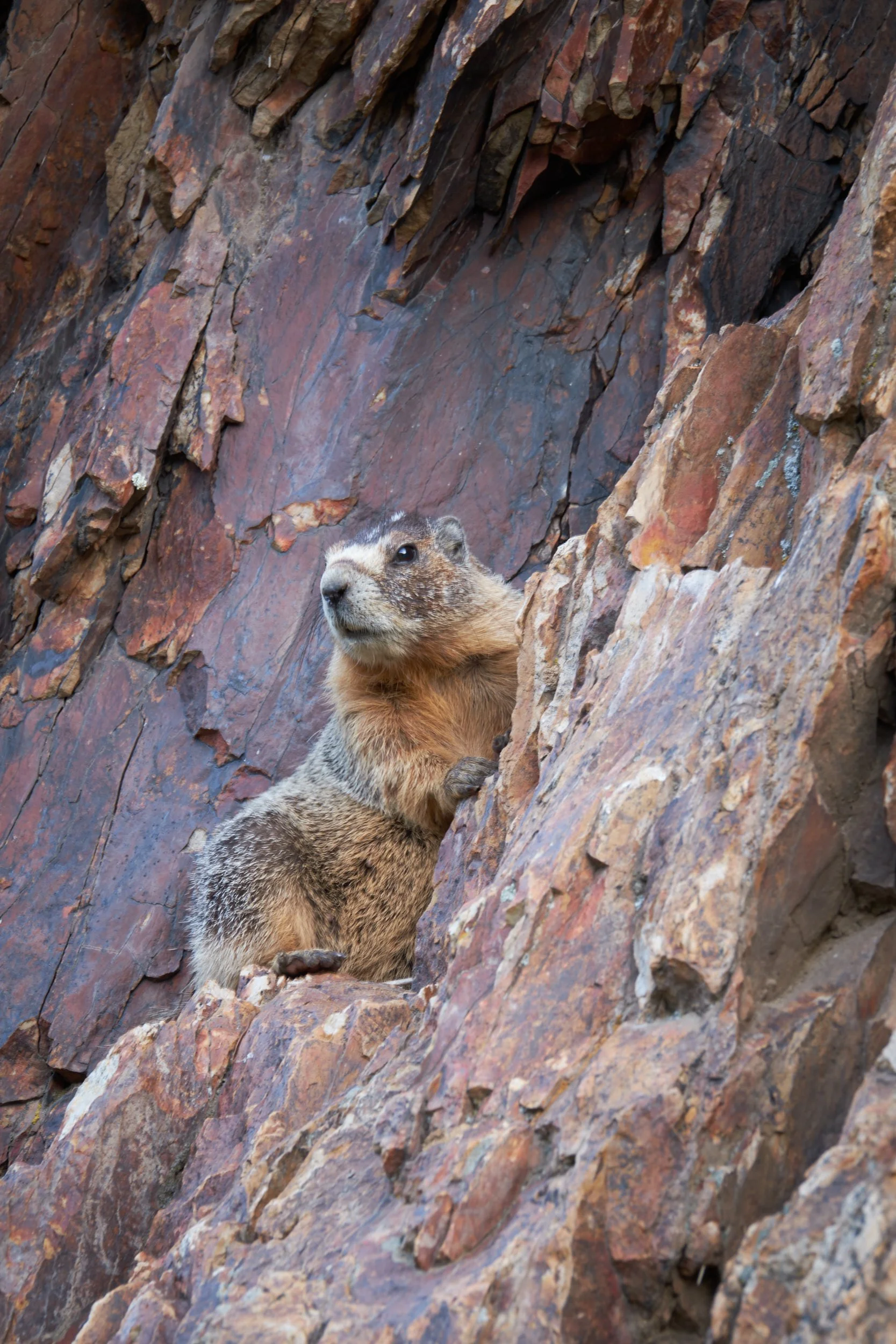 2016 Marmot at Smith Rocks, Oregon
