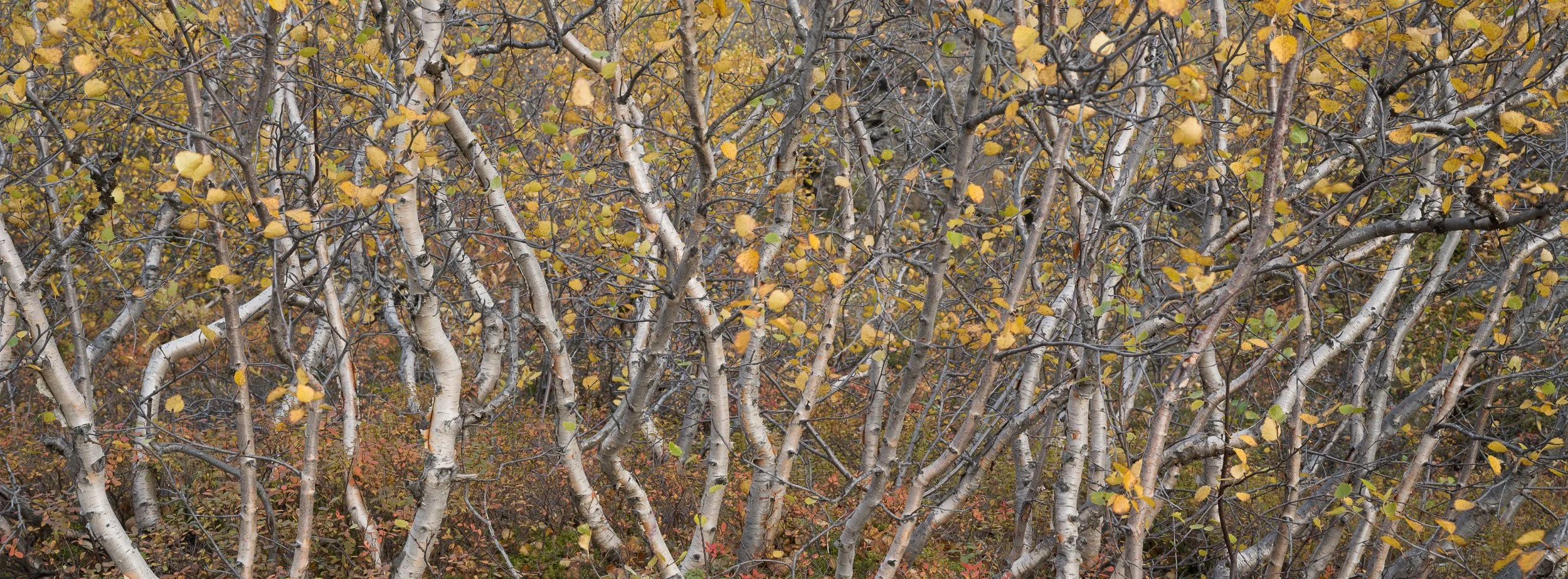 20250925-134742-HasselbladX2D 100C-B0002834_Blog.jpg