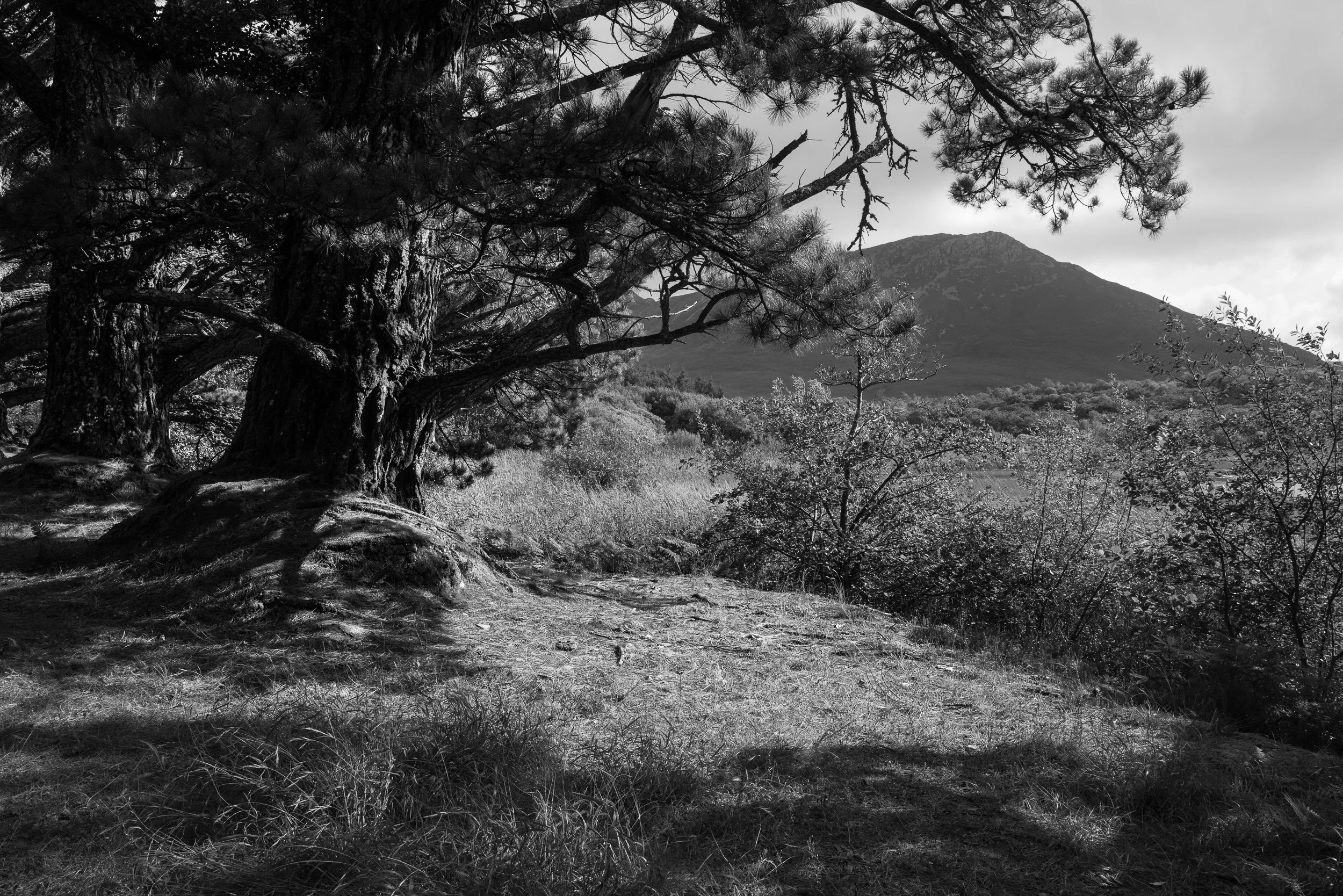 20240911-164045-LeicaLEICA Q2 MONO_Blog.jpg