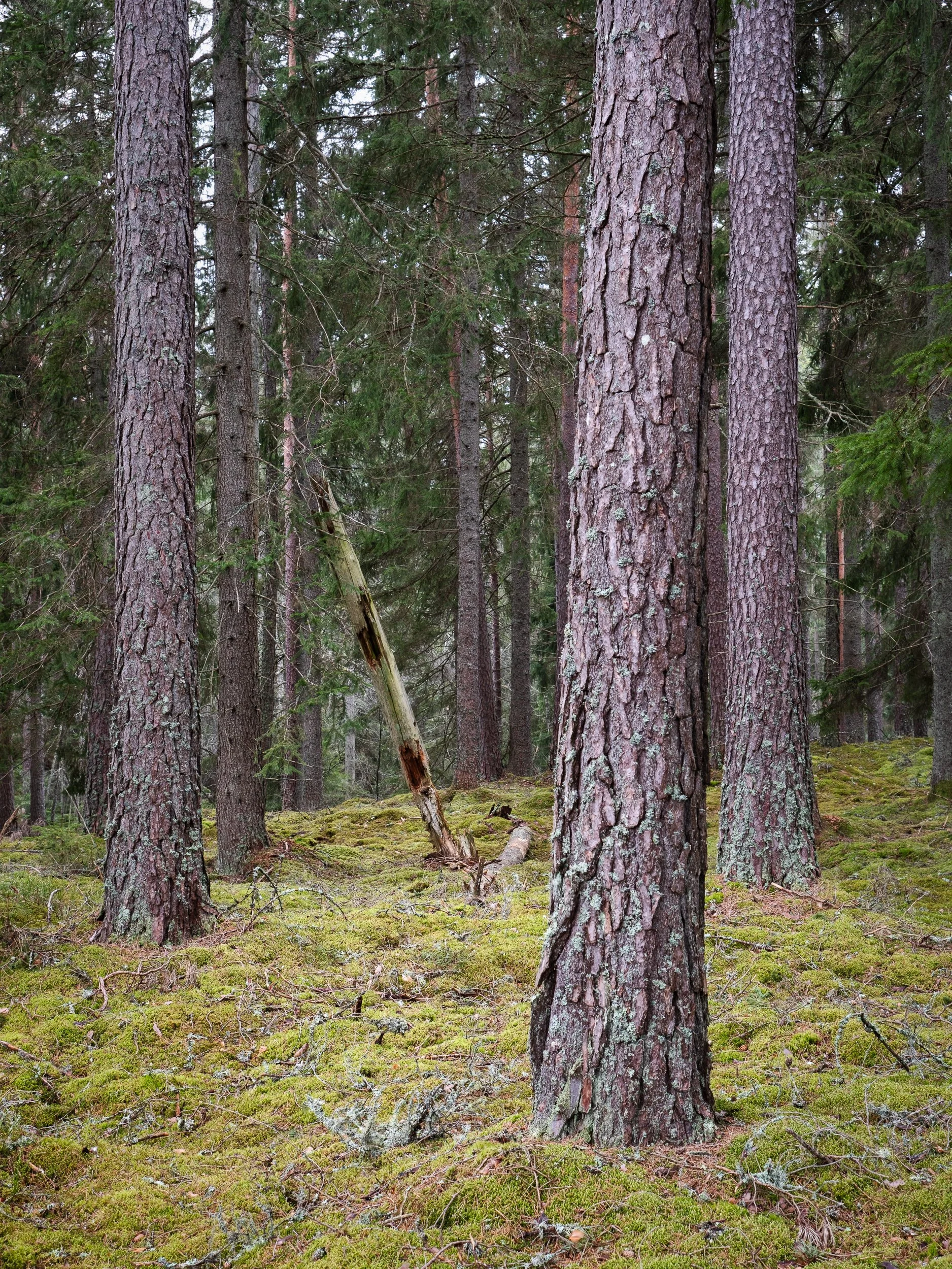 20240429-093051-Fujifilm-X-T5_Blog.jpg