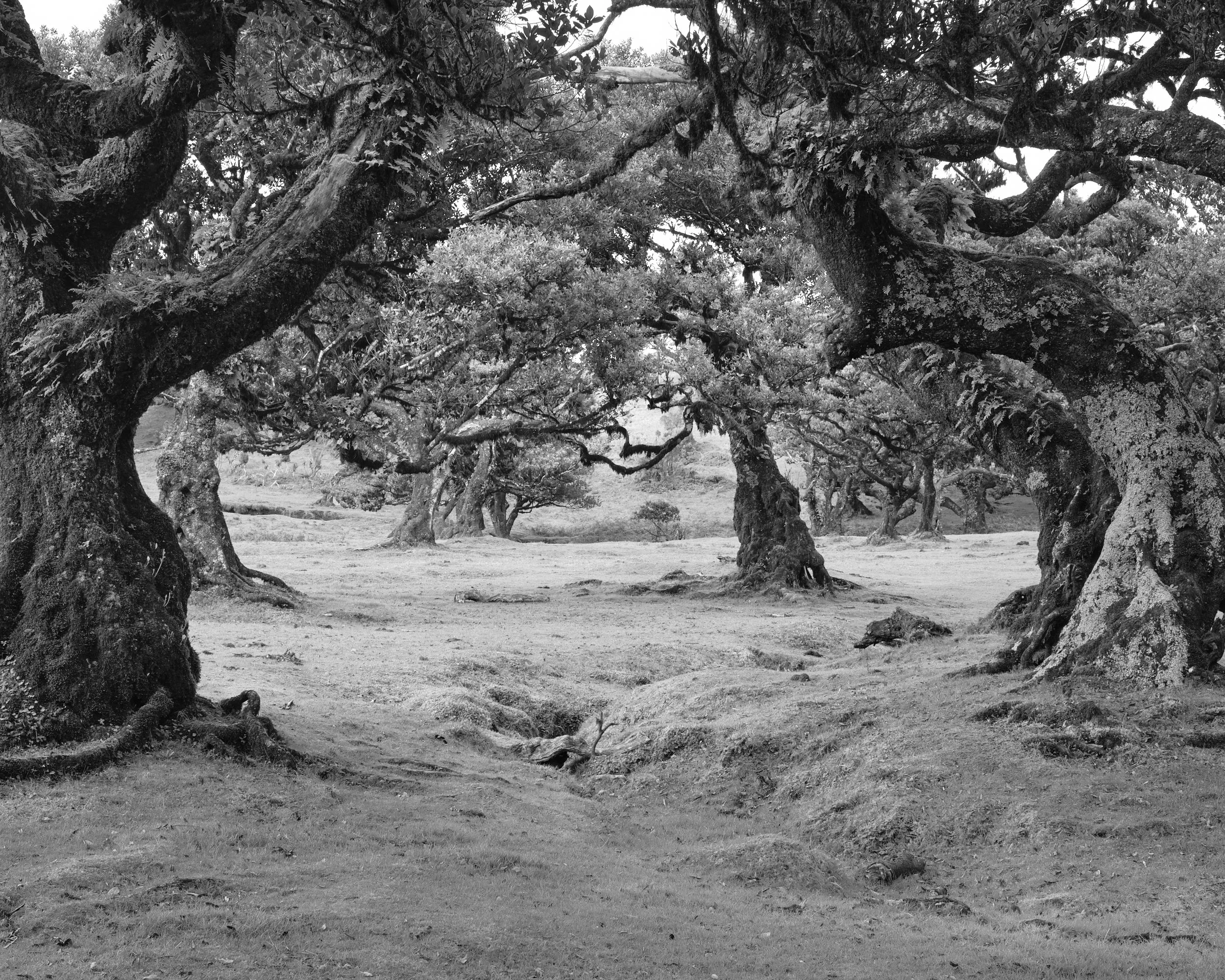 2021-11-23_17-09-46_Madeira_XT3-0862 2.jpg