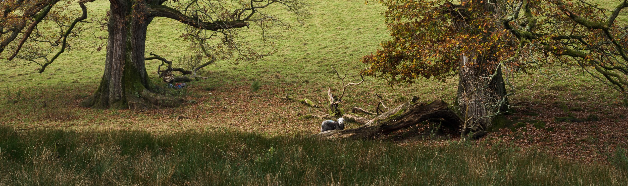 20241108-075958-HasselbladX2D 100C_Blog.jpg