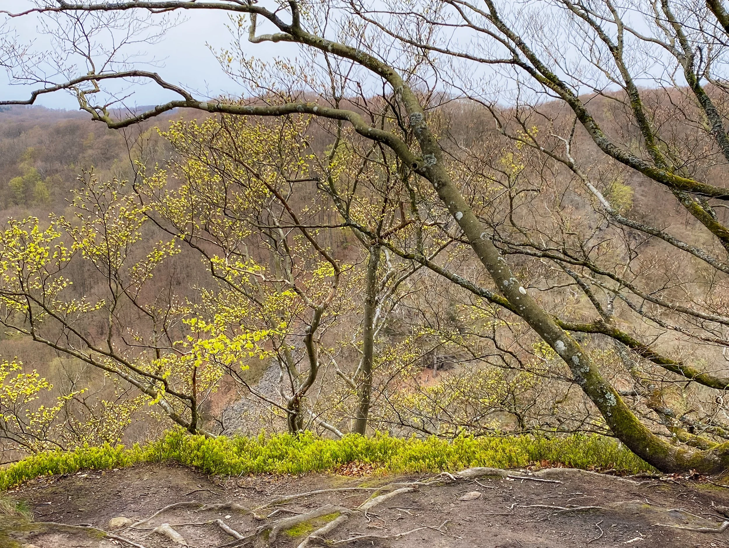 April, Söderåsen NP, Sweden
