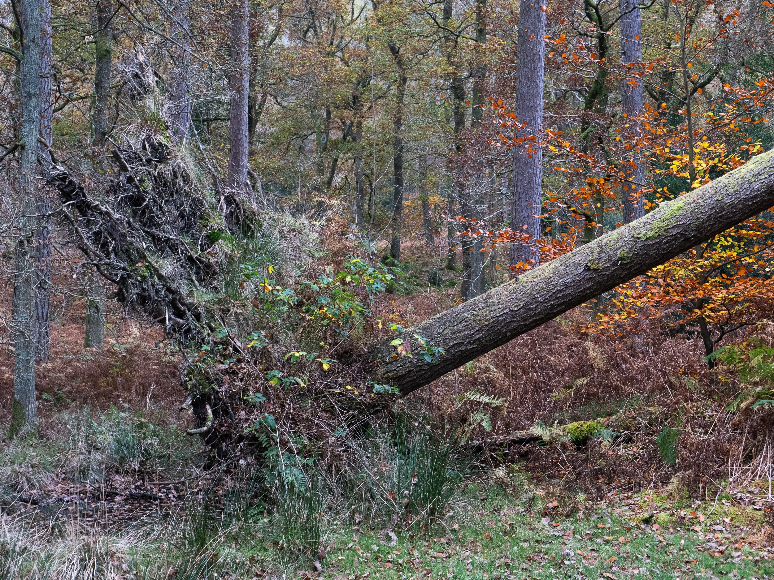 November, Borrowdale/Derwentwater walk, Lake District, England