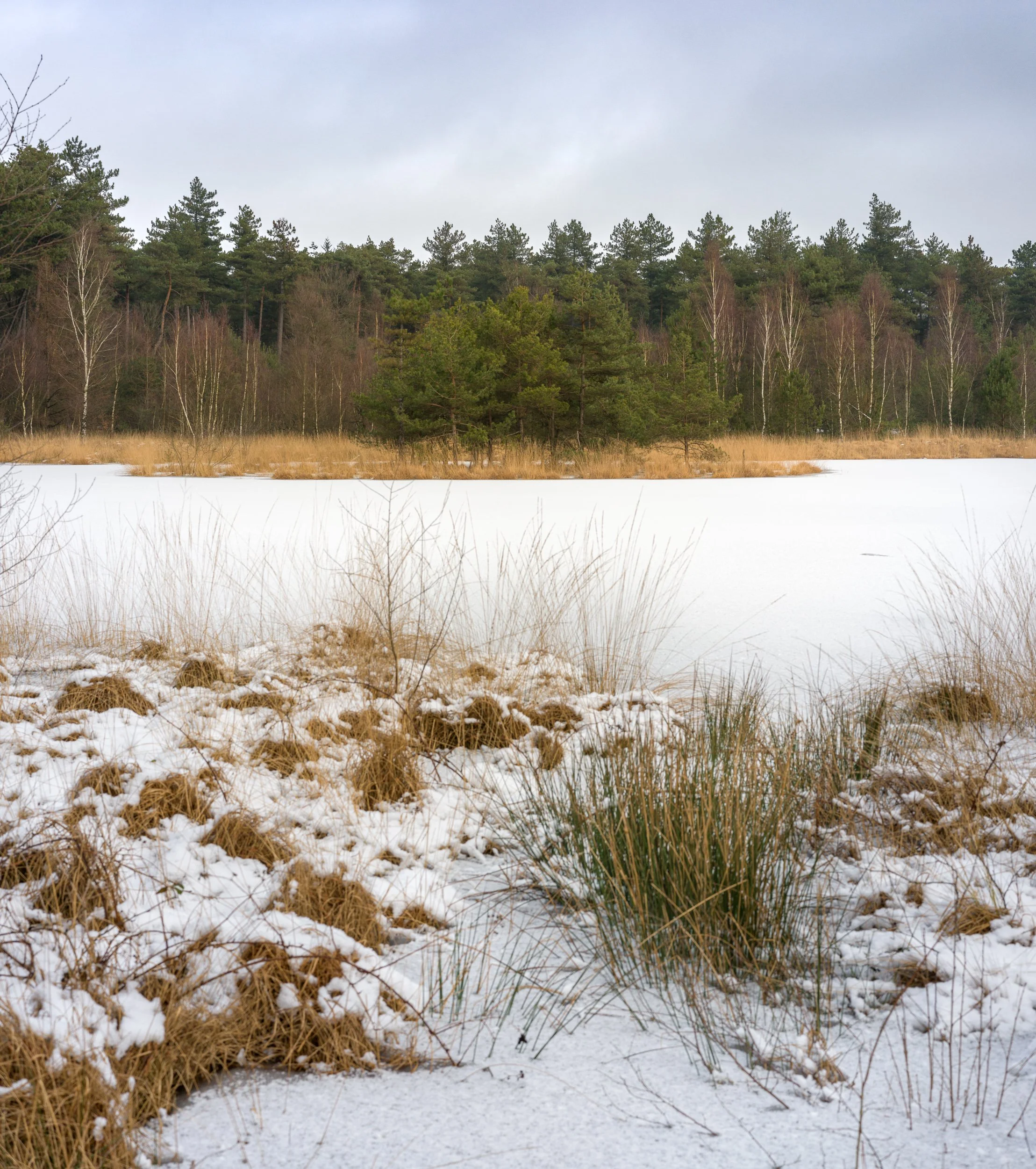 January, Oisterwijk, NL