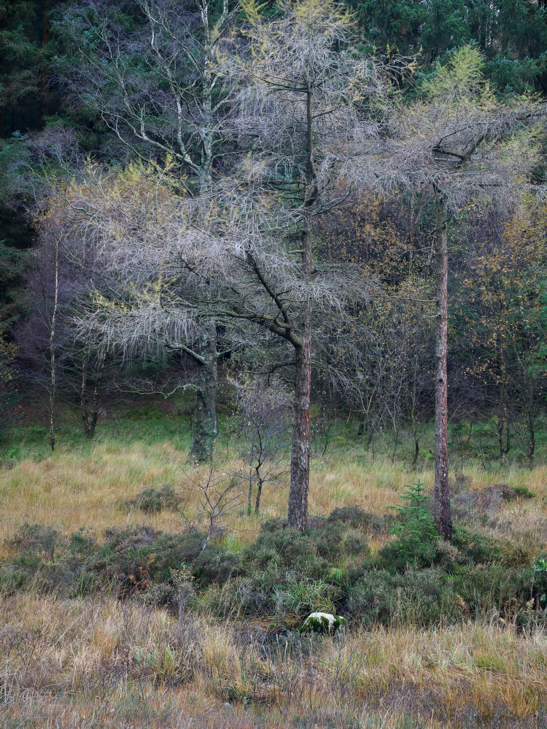 20241022-092748-HasselbladX2D 100C_Blog.jpg