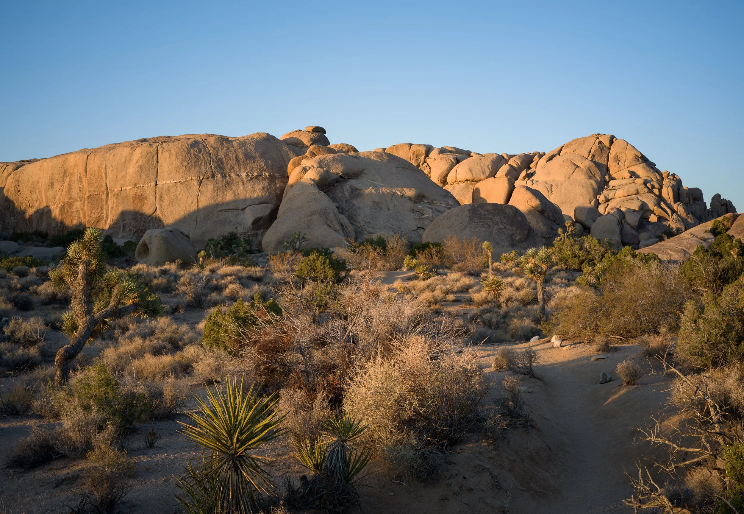 Joshua Tree