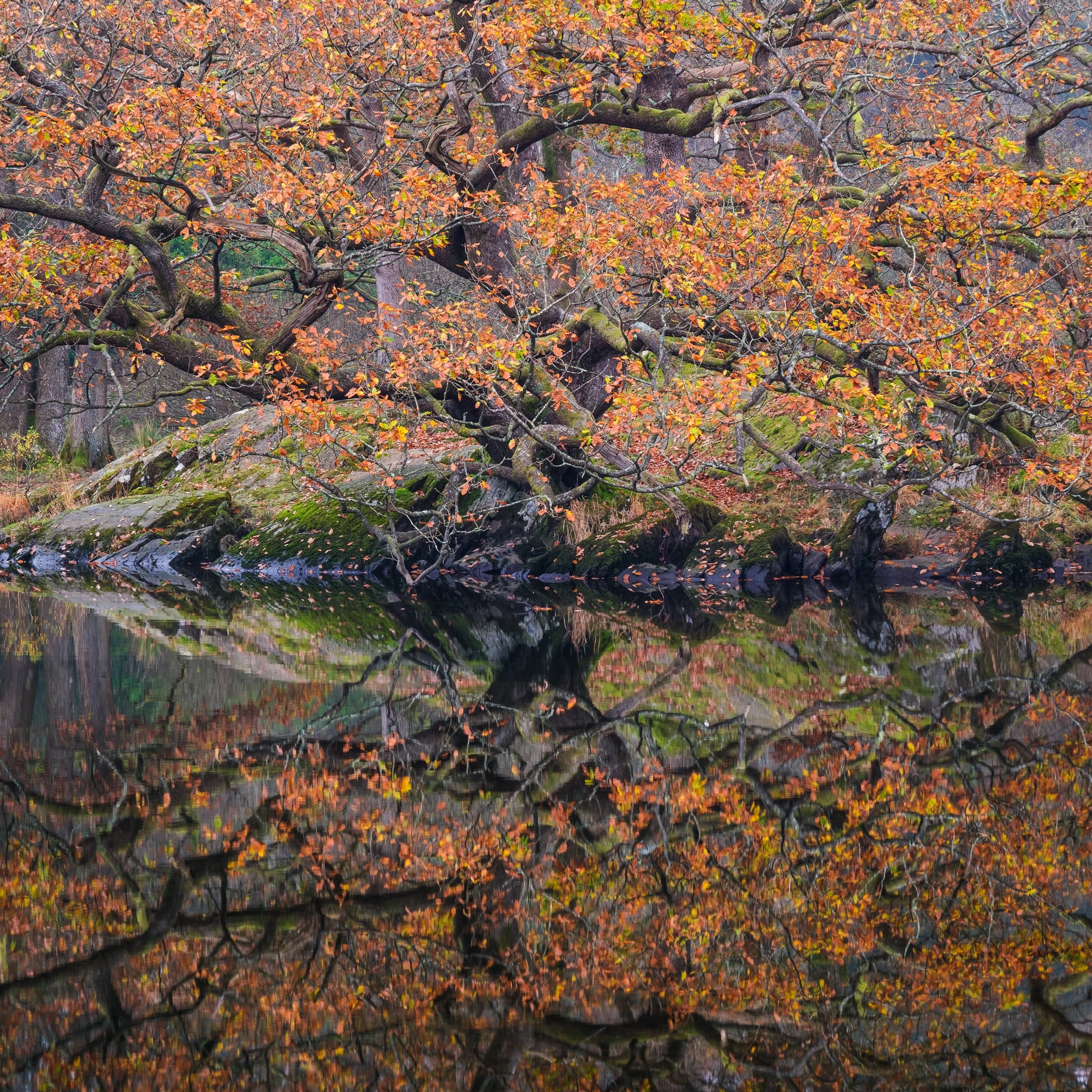 November, Rydal Water, Lake District, England