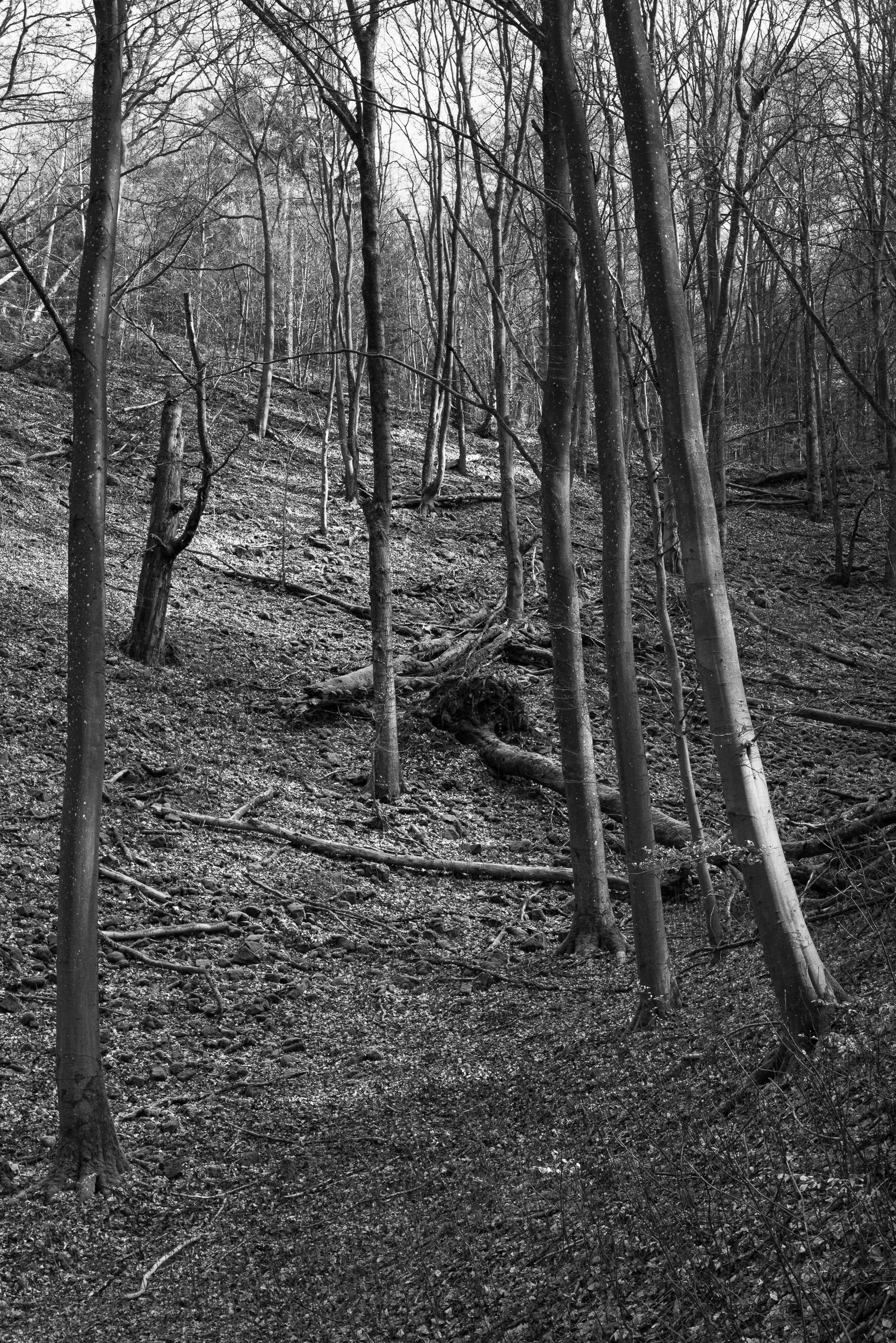 20240317-103703-Leica-LEICA Q2 MONO_Blog.jpg