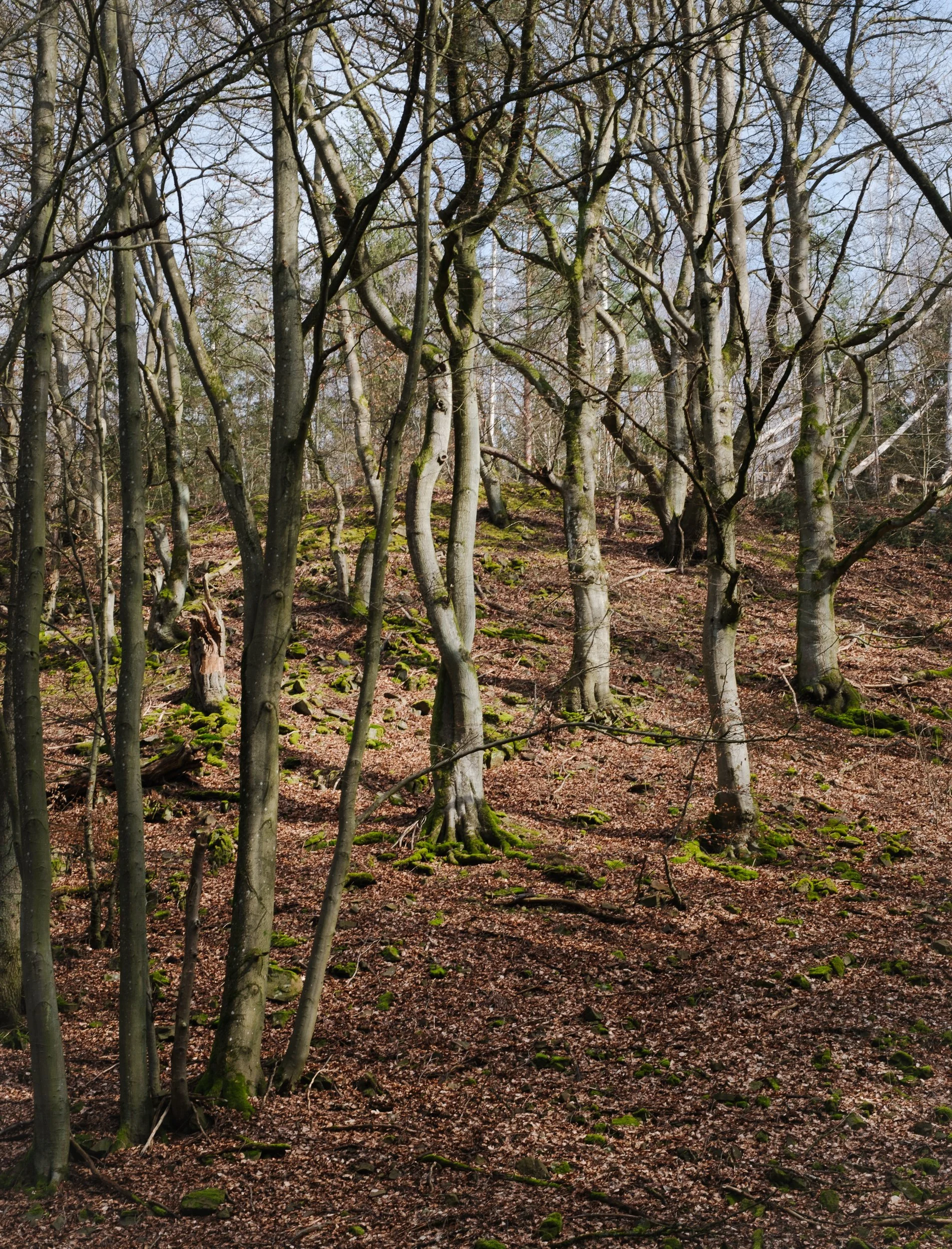 April, Kellerwald-Edersee NP, Germany