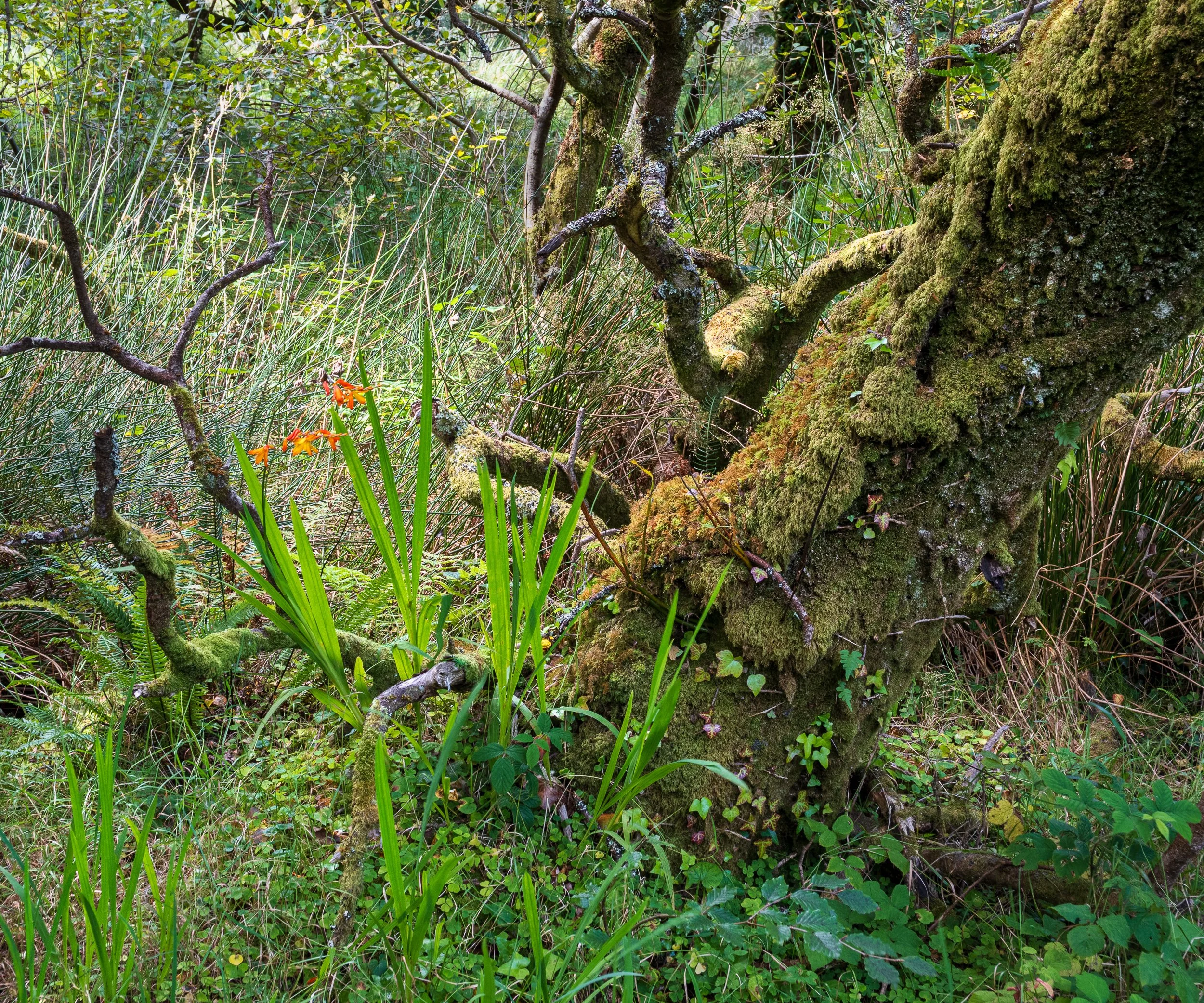 September, Connemara NP, Ireland