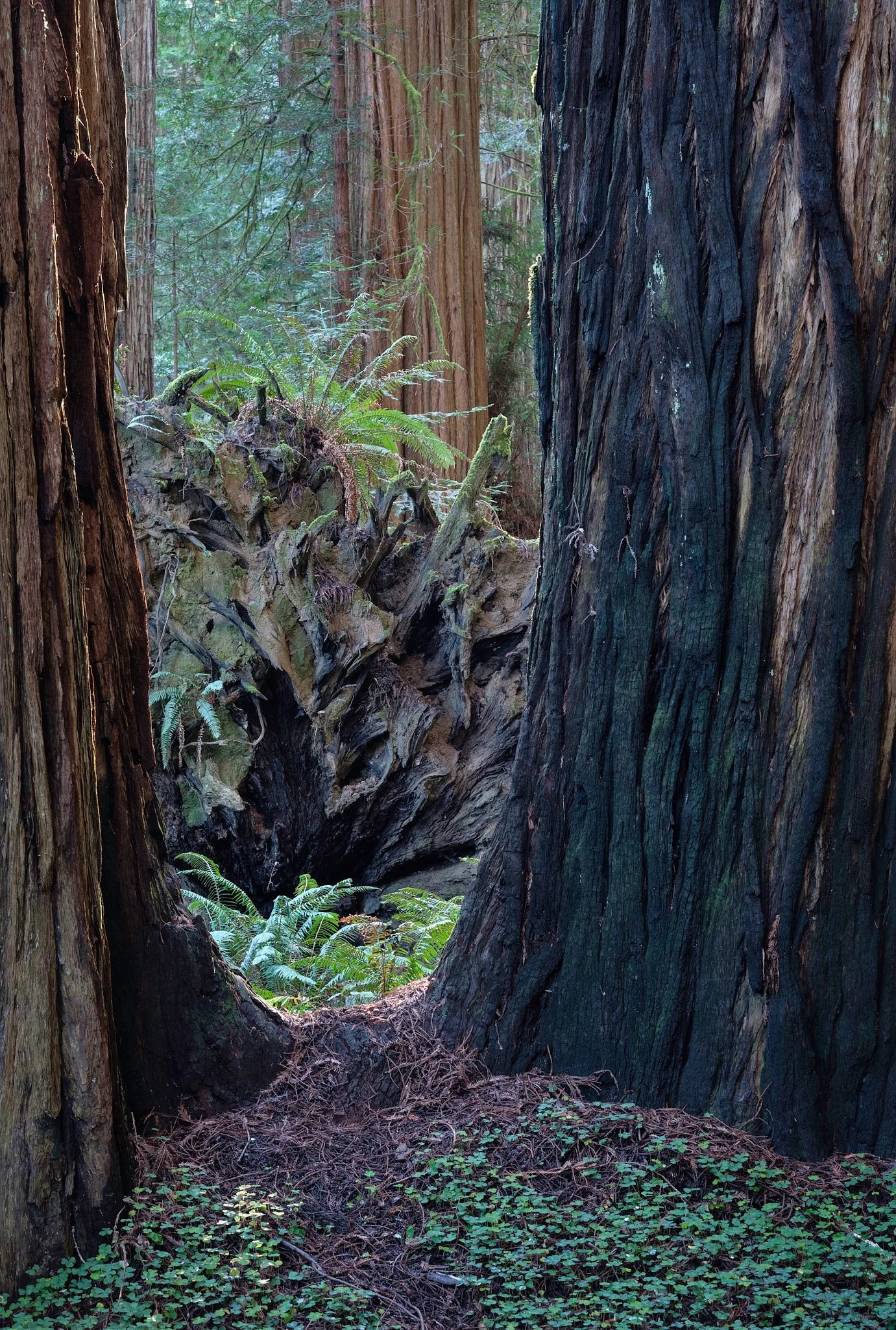 2018 - -8-20180216_2018 Redwoods NP_0038-IridientEdit.jpg