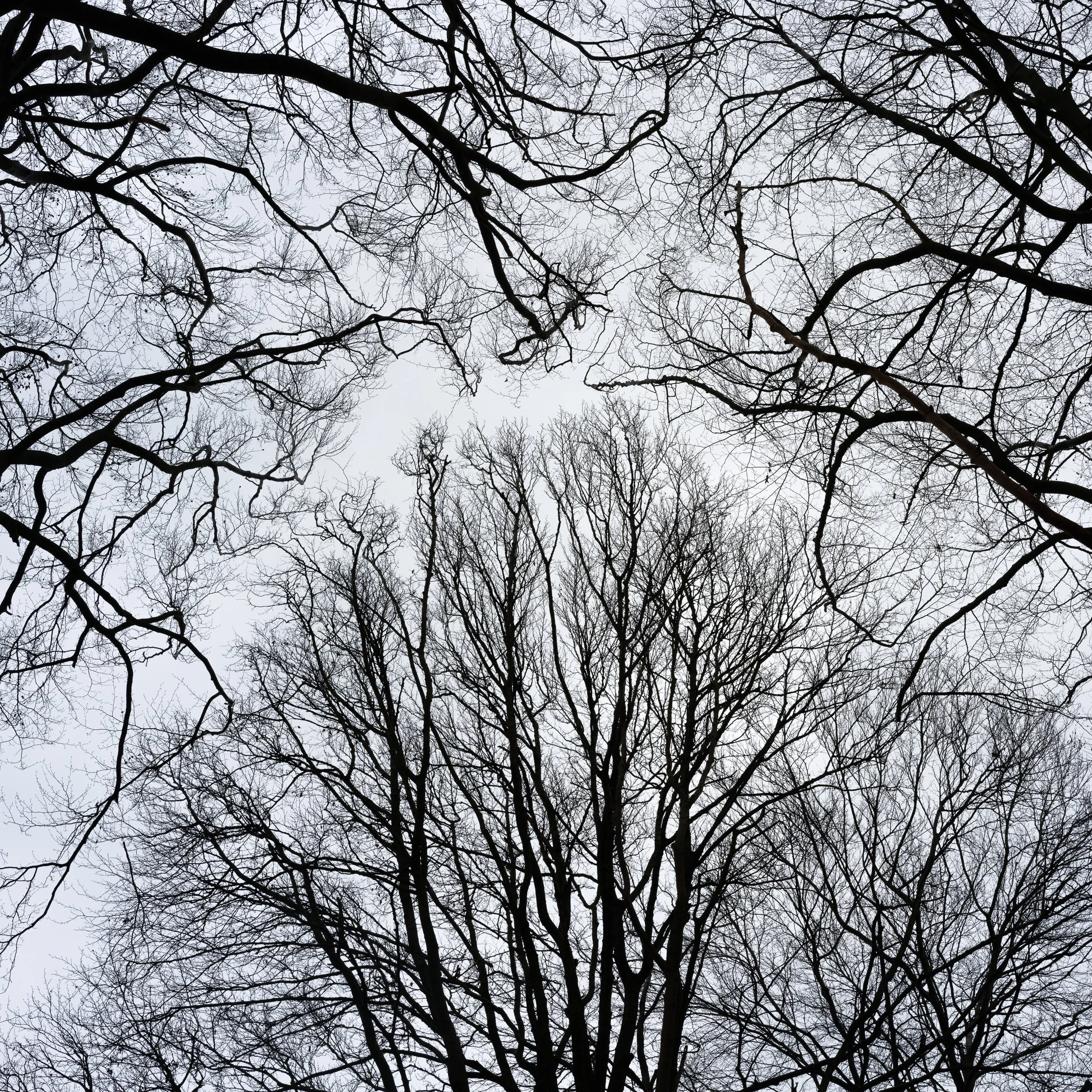 February, De Kaapse Bossen, Utrecht NL