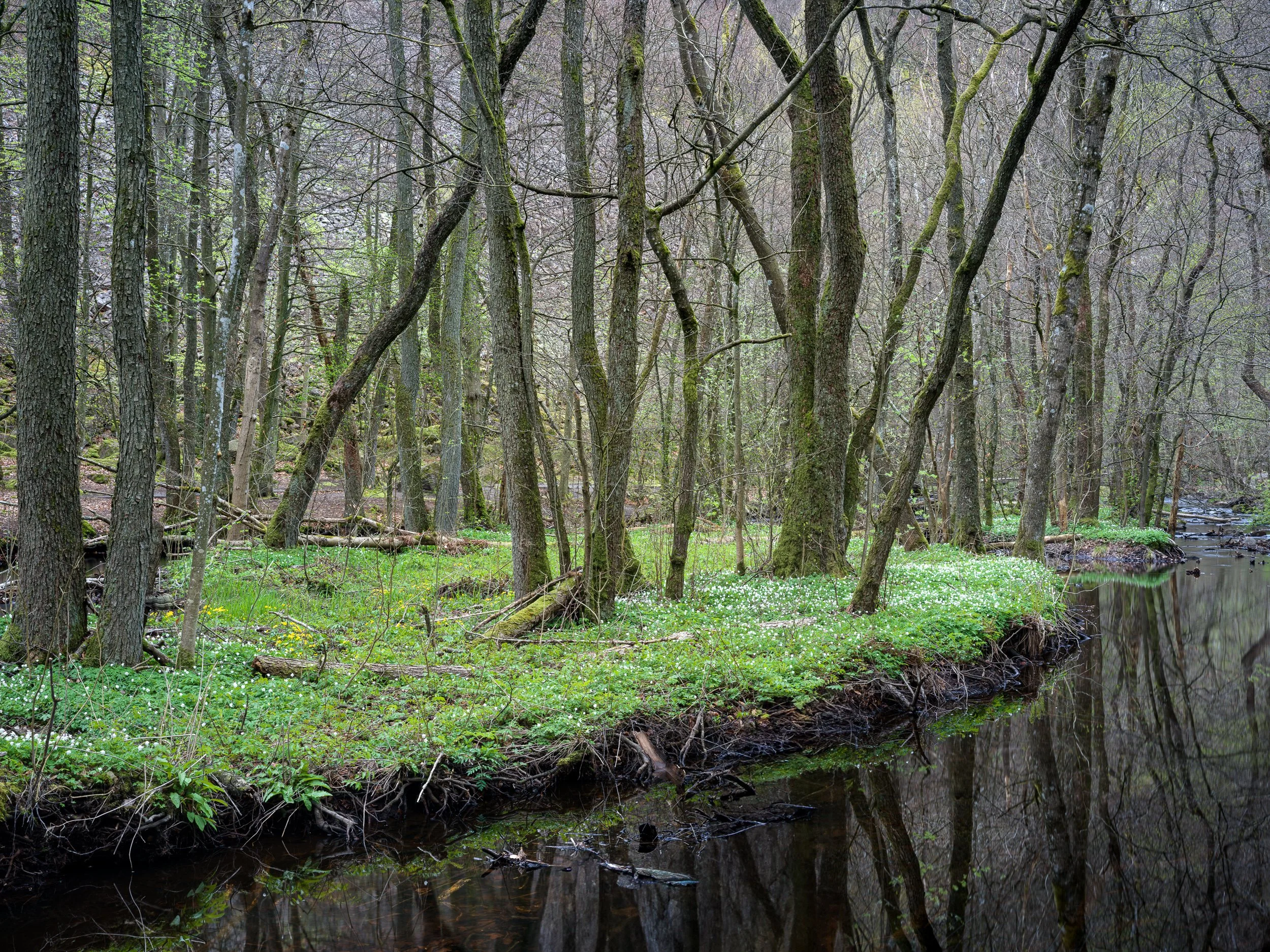 April, Söderåsen NP, Sweden