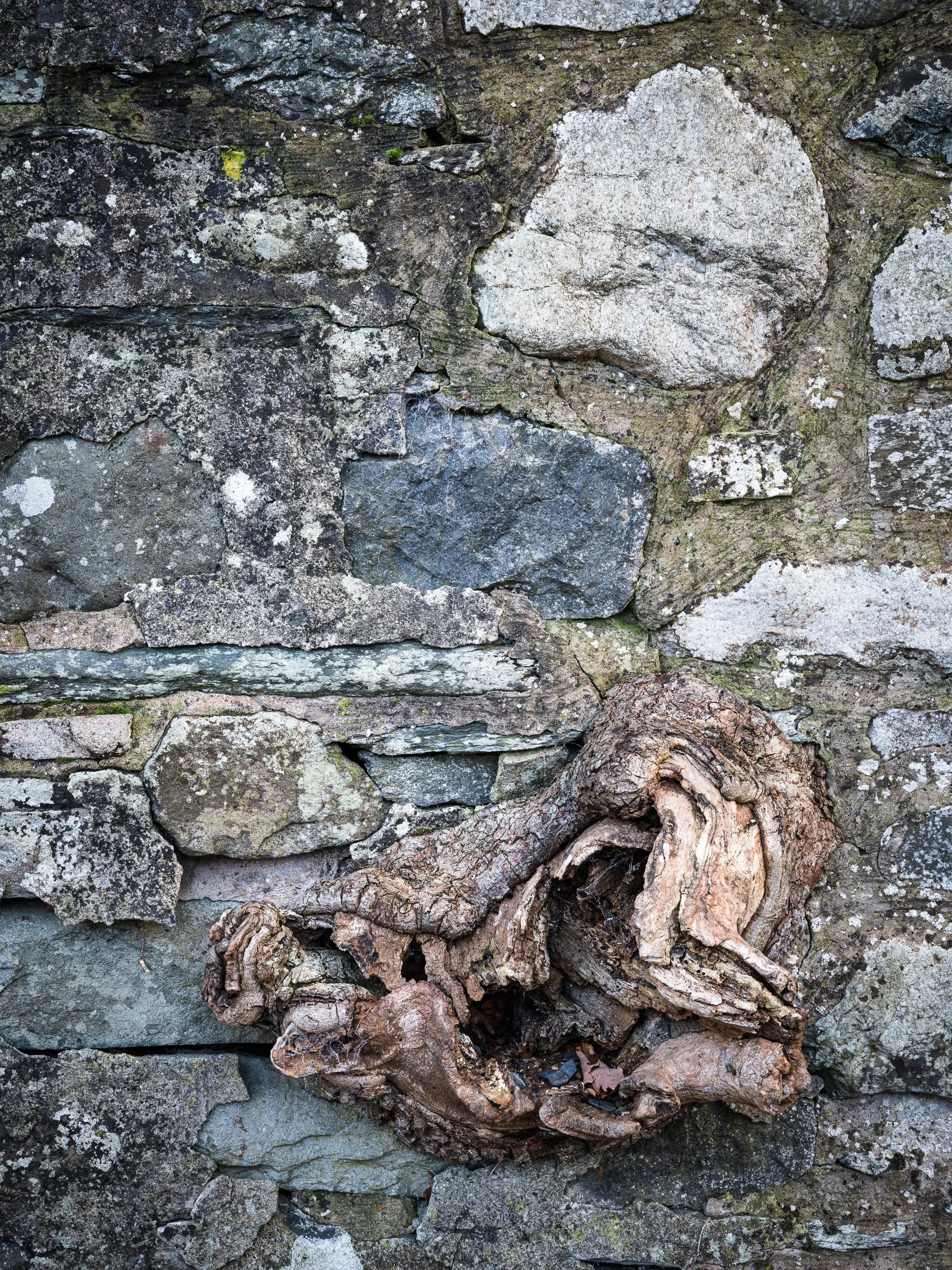 20241107-081445-HasselbladX2D 100C_Blog.jpg