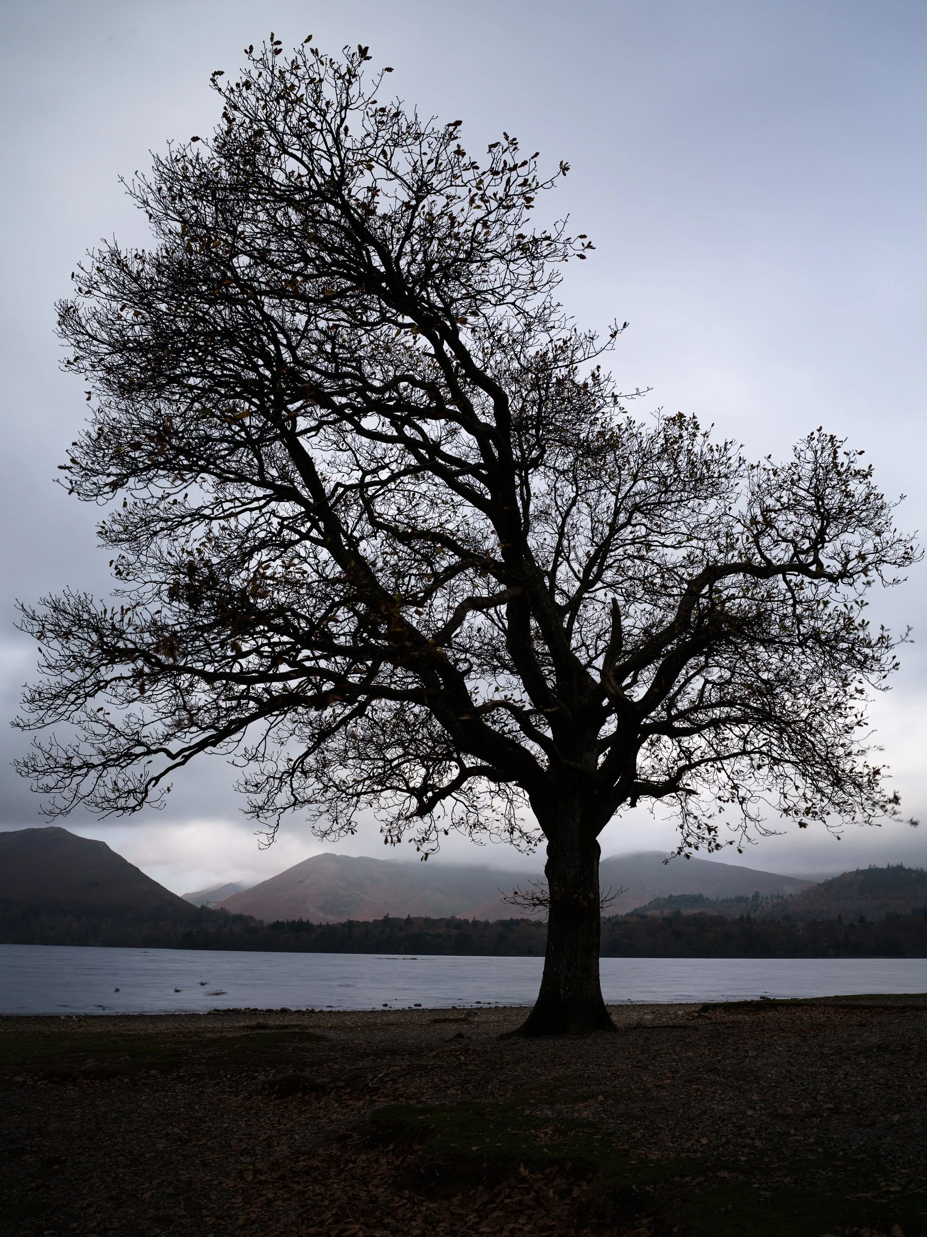 20241107-070844-HasselbladX2D 100C_Blog.jpg