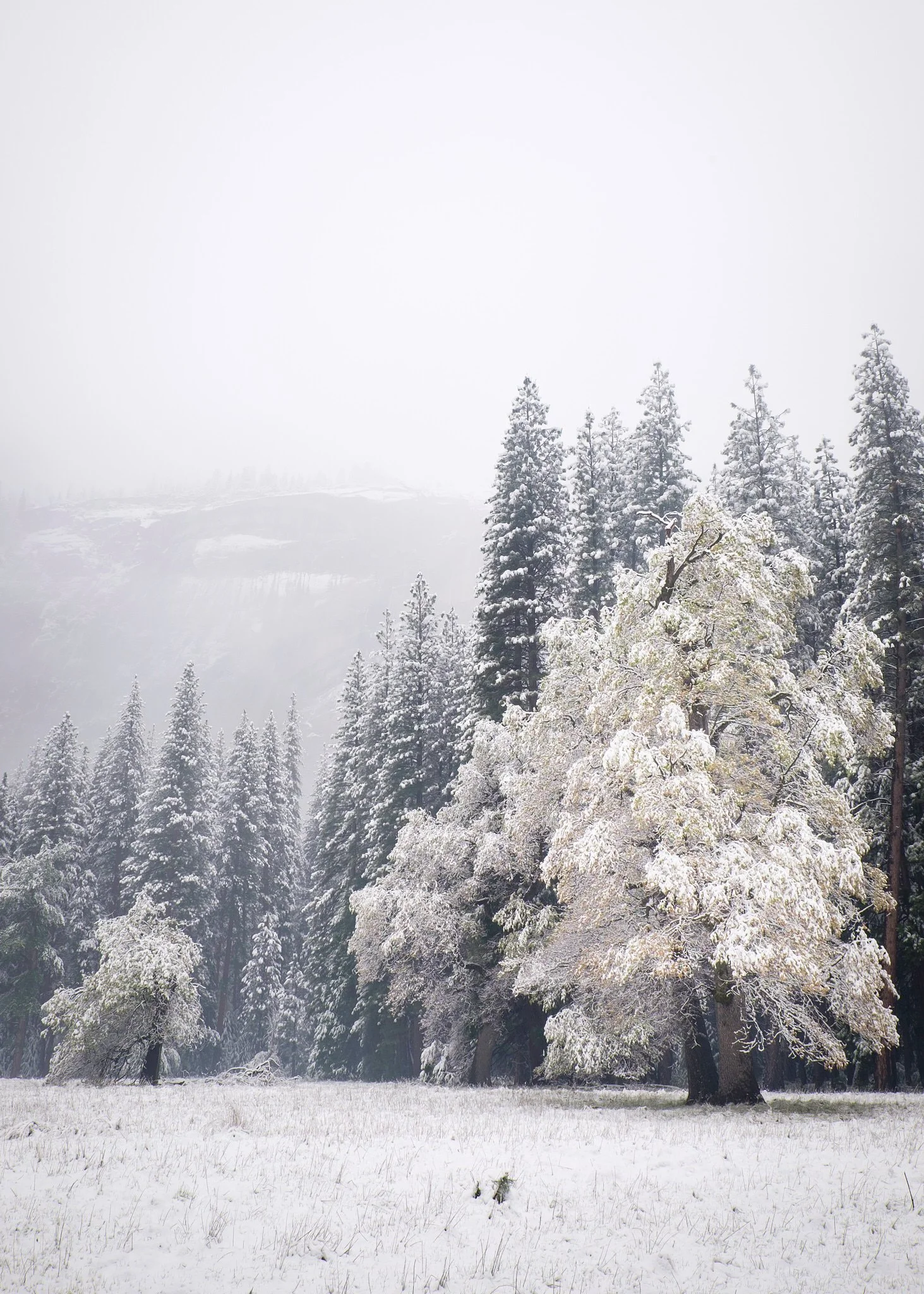 2015 - -64-20150425Yosemite0022.jpg