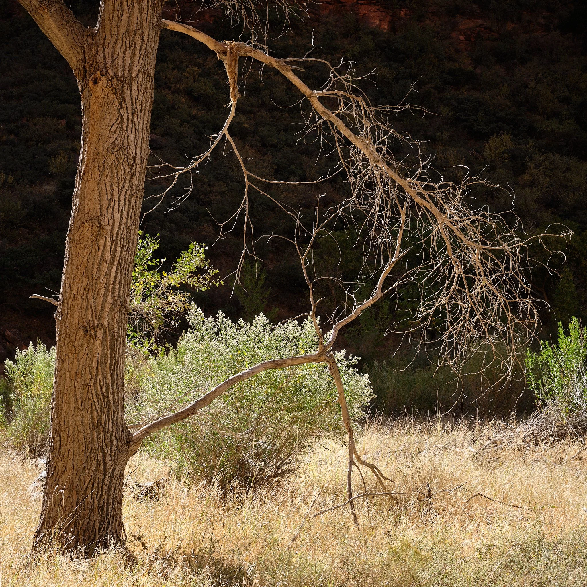 _DSF23412019 Fall Trip.jpg