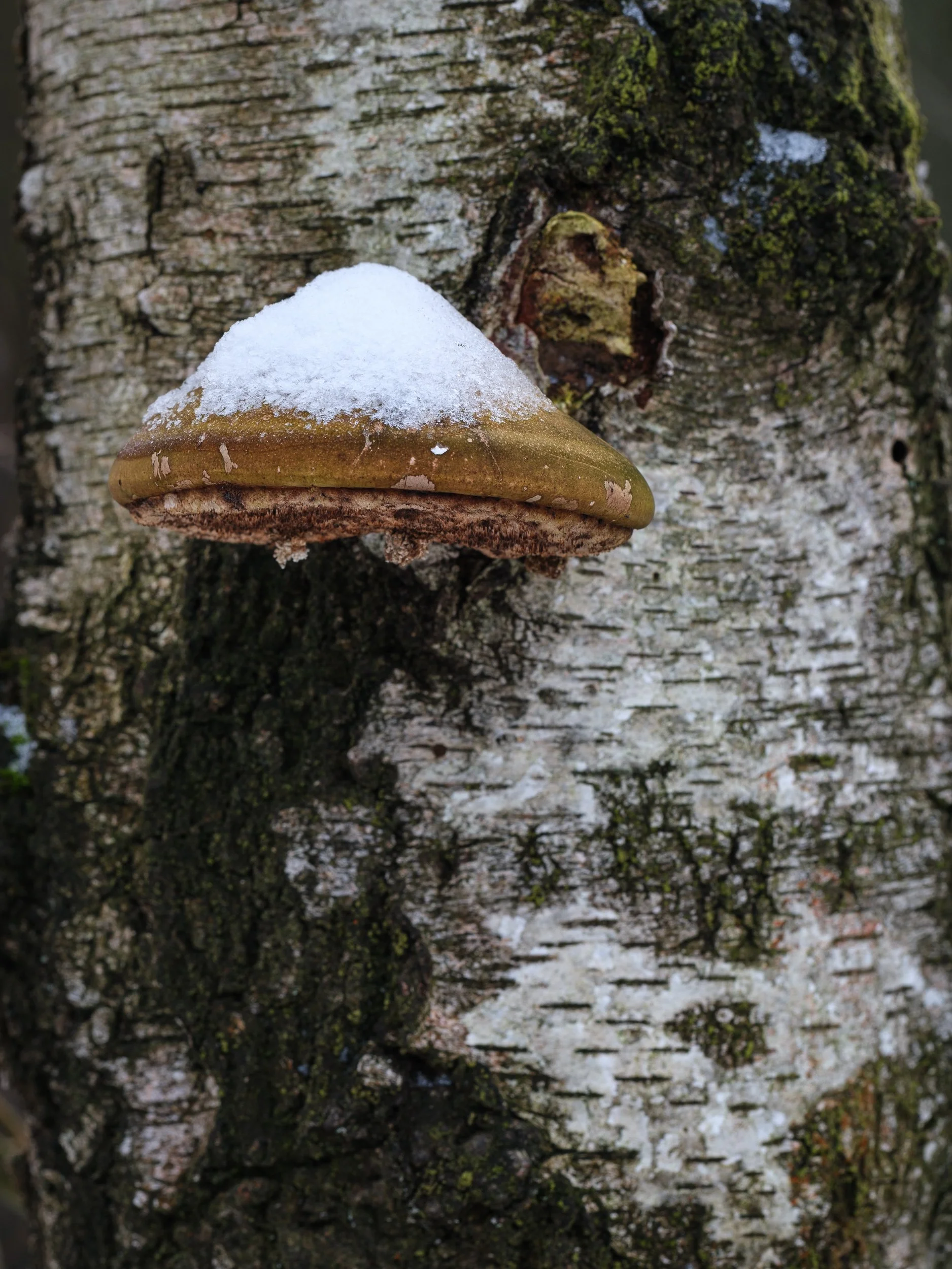 January, Natuurgebied Huis ter Heide, NL