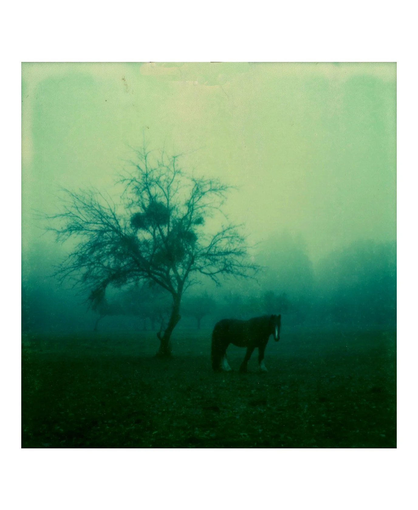 foret copie 2.jpg