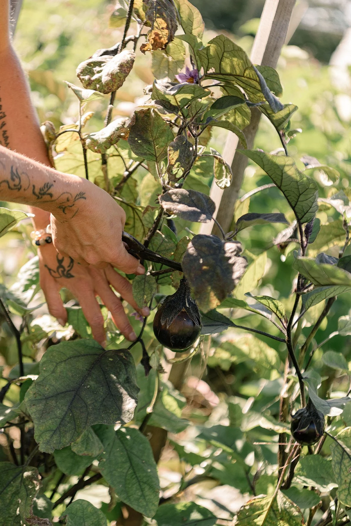 Les jardins de la banquise